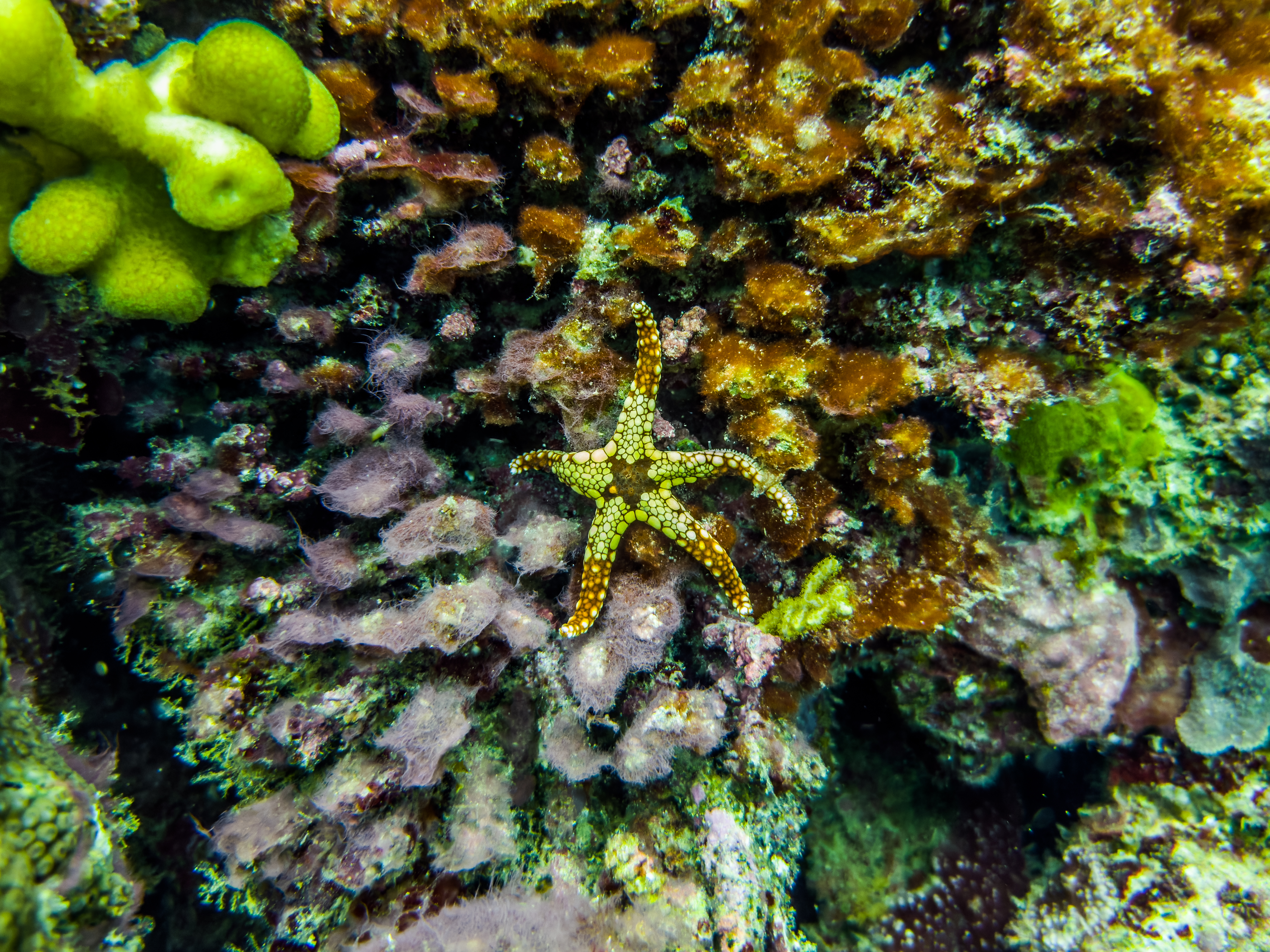 UQHY4131.jpg — Great Barrier Reef Feb 2025
