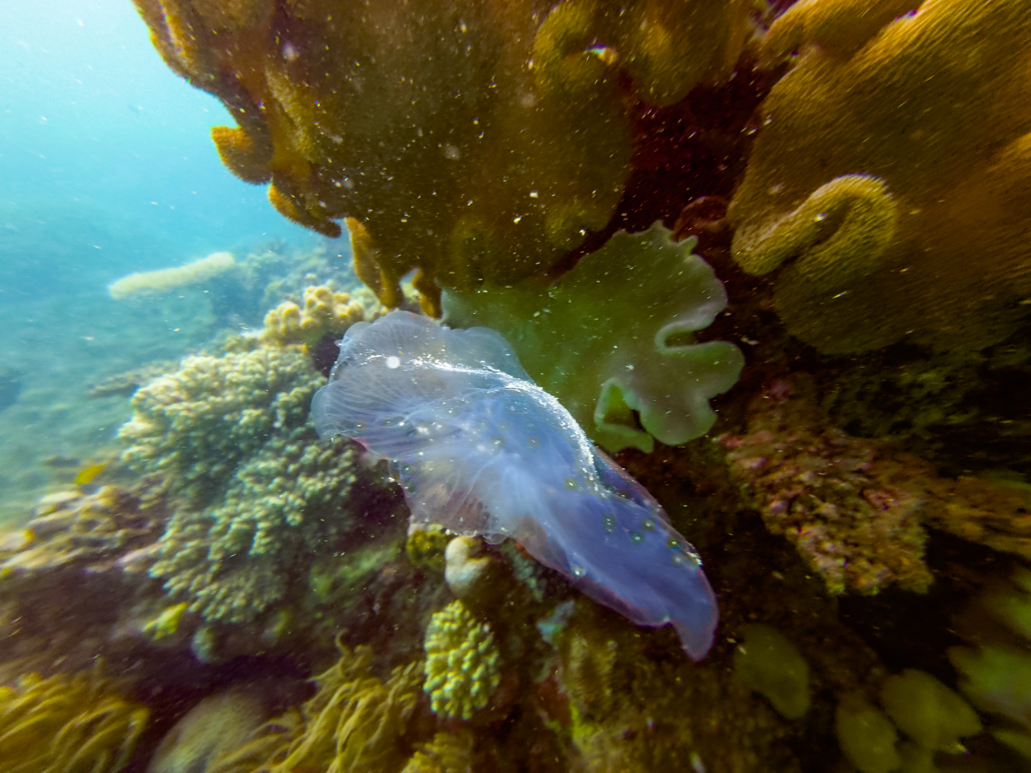 VEHN8821.jpg — Great Barrier Reef Feb 2025