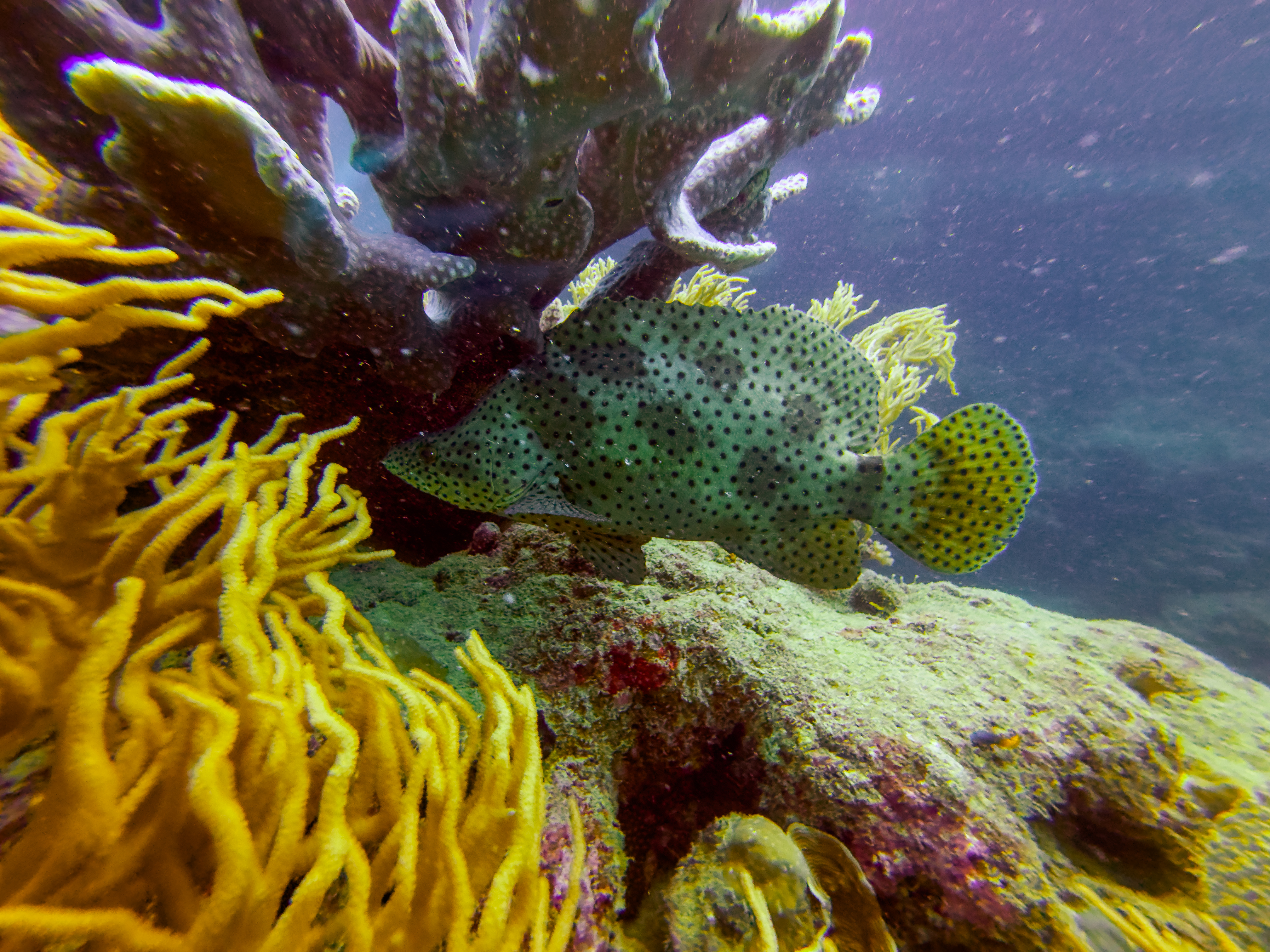 WALV7450.jpg — Great Barrier Reef Feb 2025