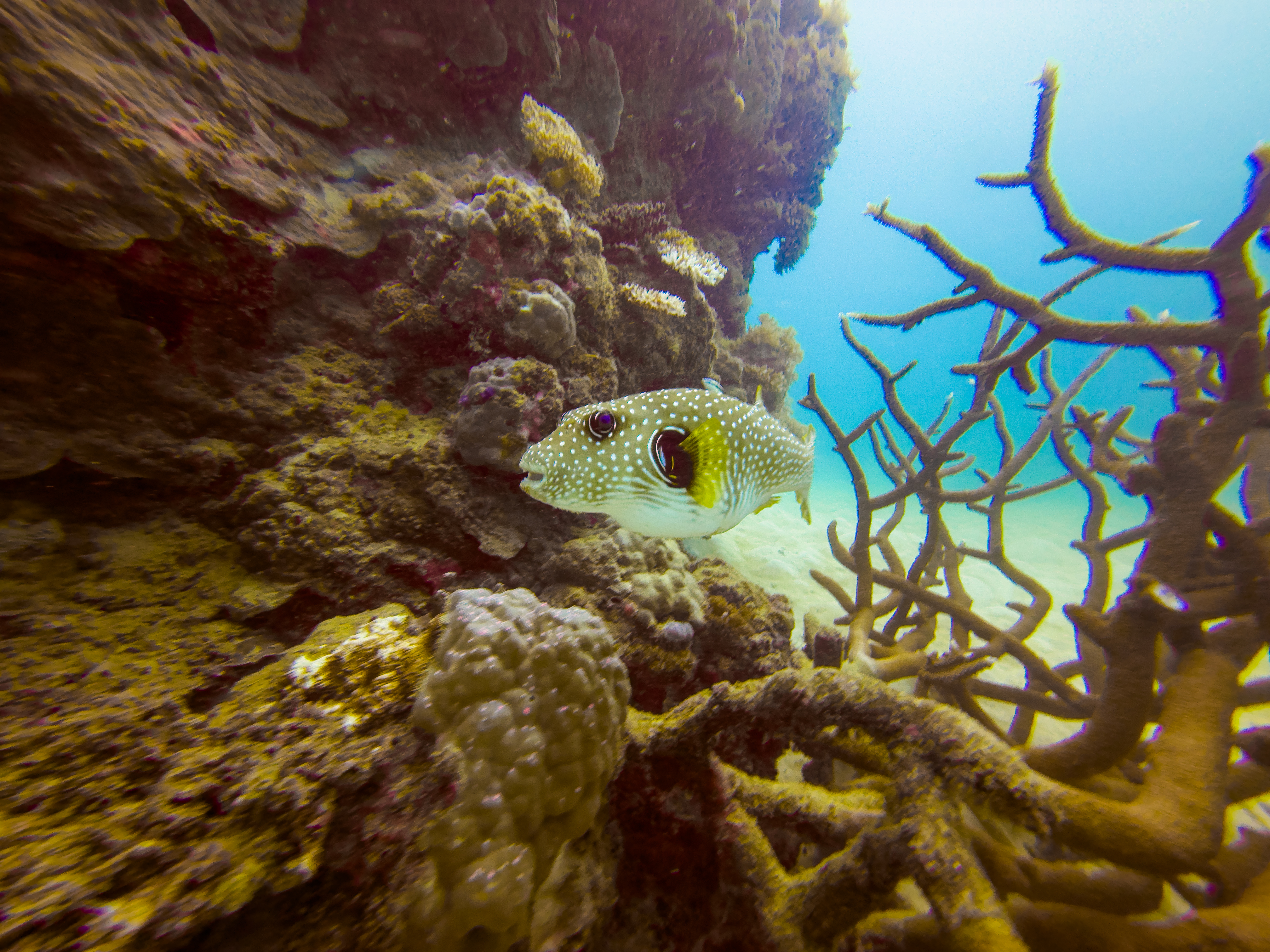 WVYM3165.jpg — Great Barrier Reef Feb 2025