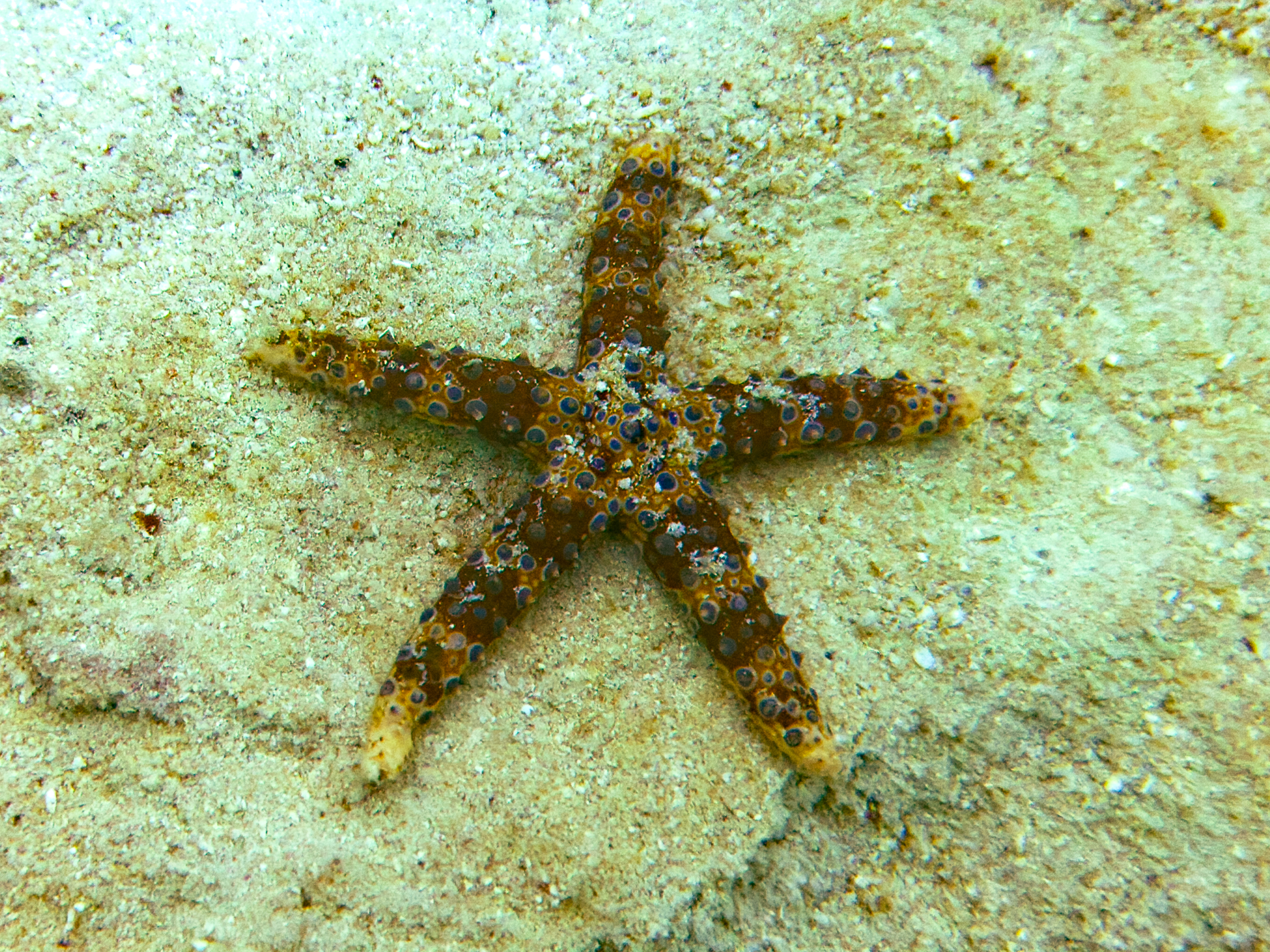 XBJL9378.jpg — Great Barrier Reef Feb 2025