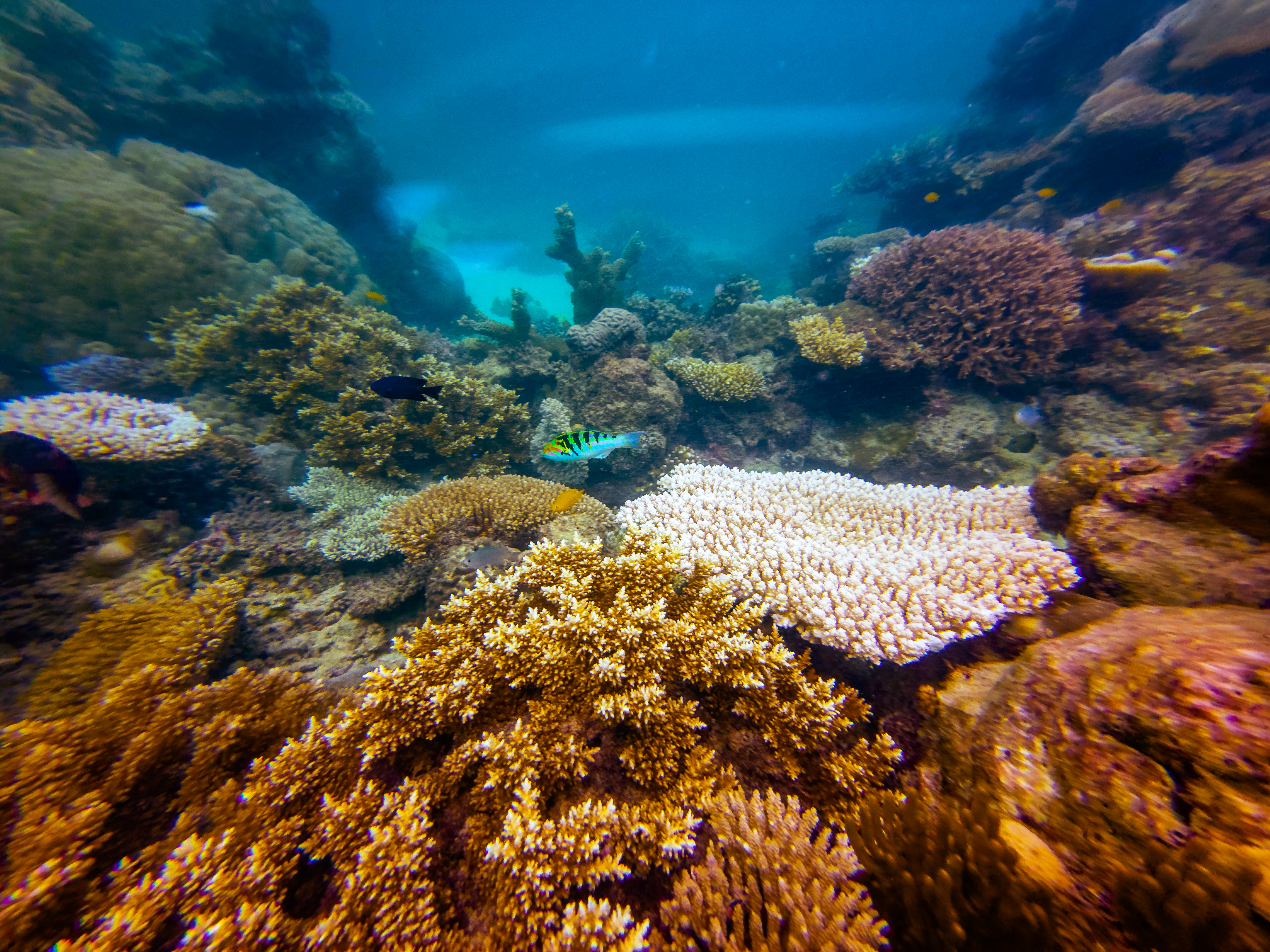 XJDX7873.jpg — Great Barrier Reef Feb 2025