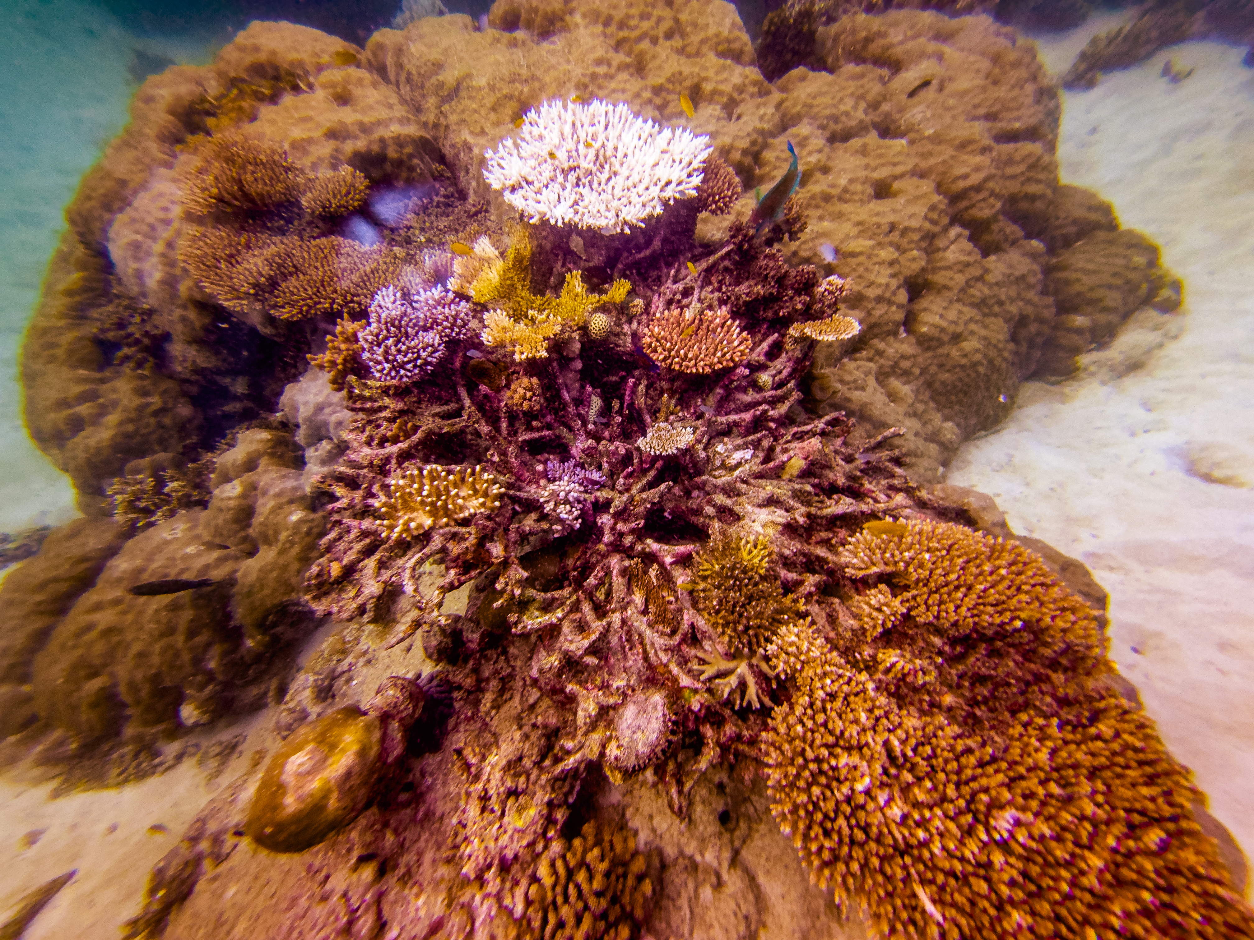 XKLX3453.jpg — Great Barrier Reef Feb 2025