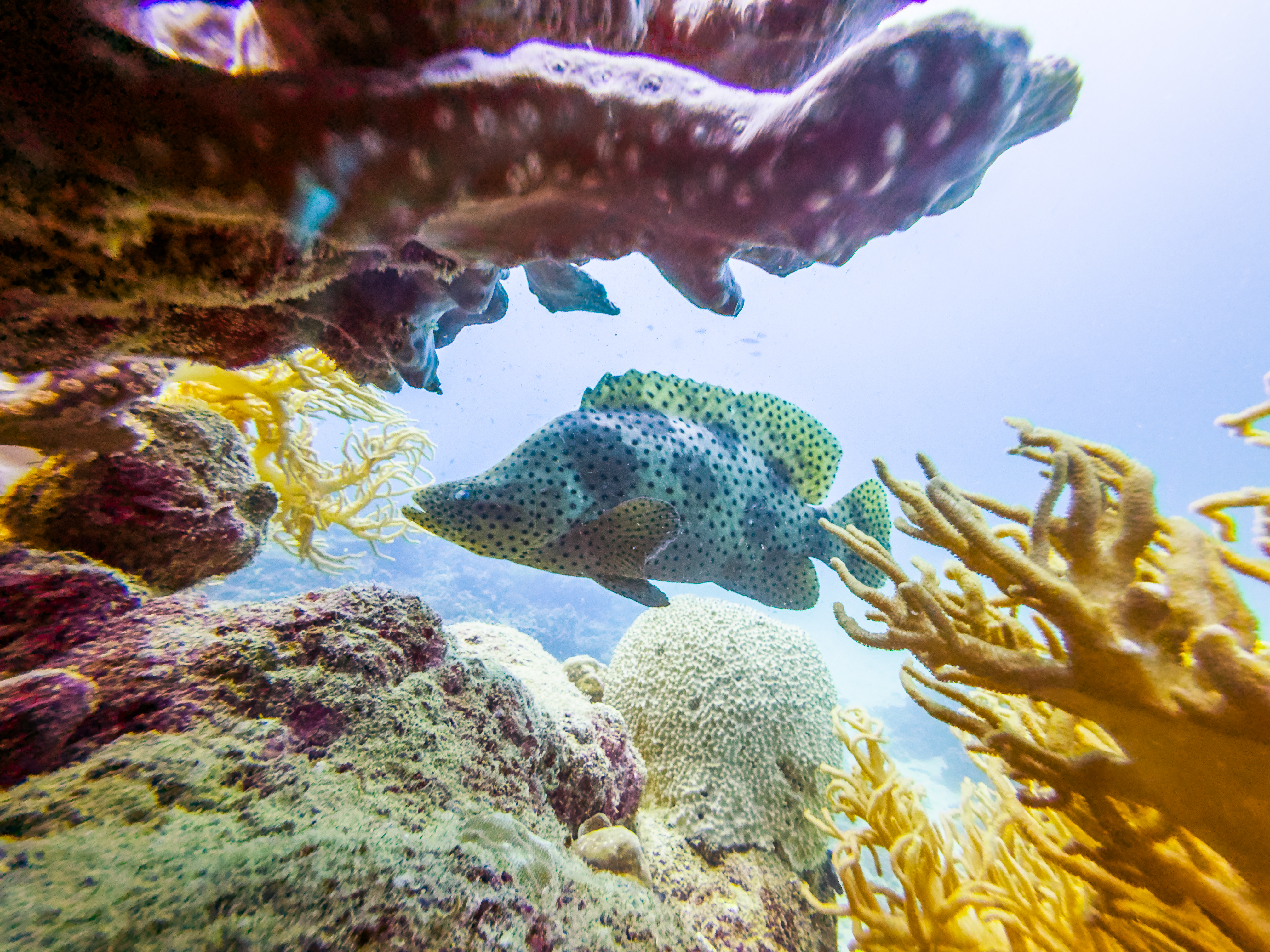XZHP5663.jpg — Great Barrier Reef Feb 2025
