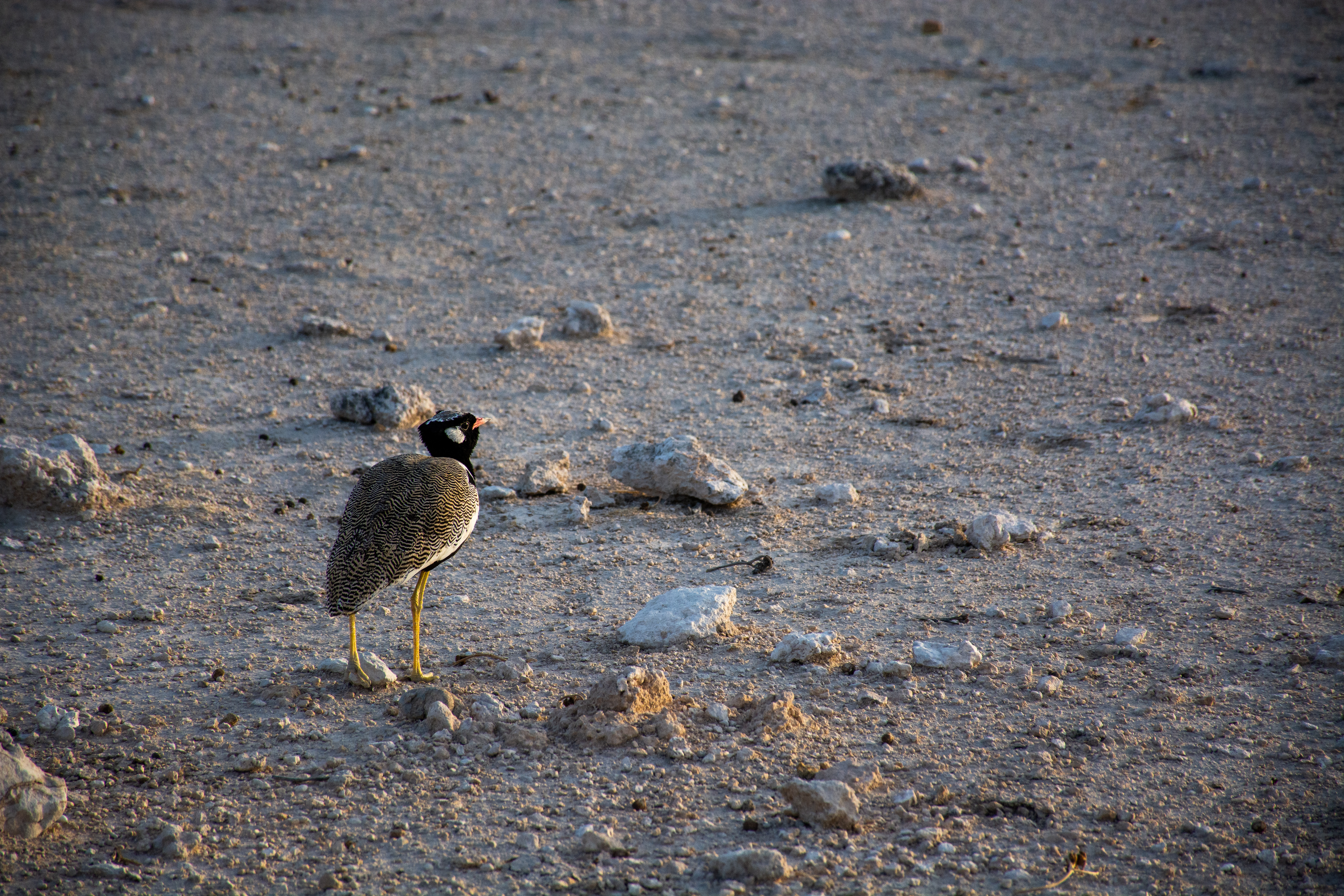 _nam0416_46676571364_o.jpg — Namibia
