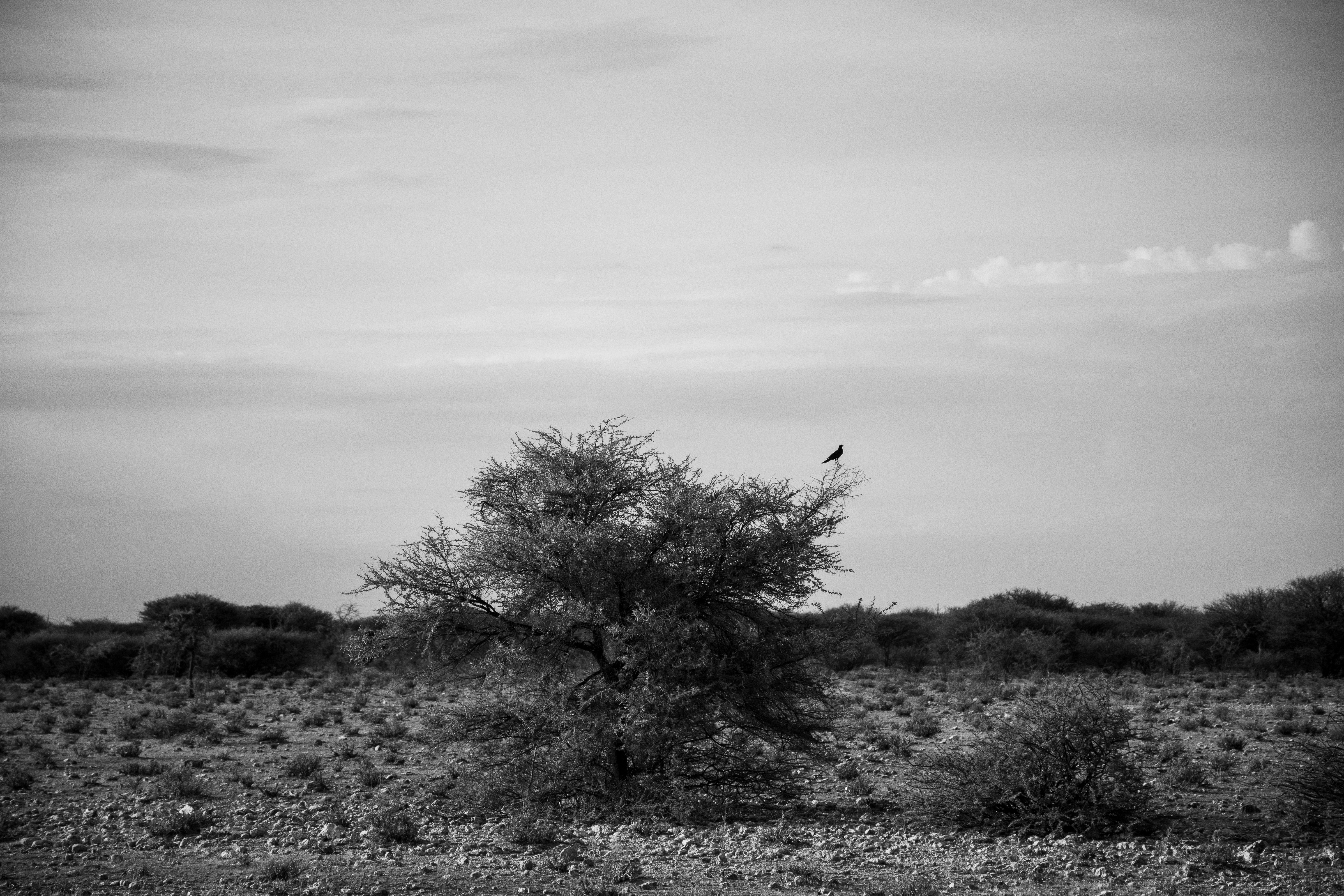 _nam0480_32458036387_o.jpg — Namibia