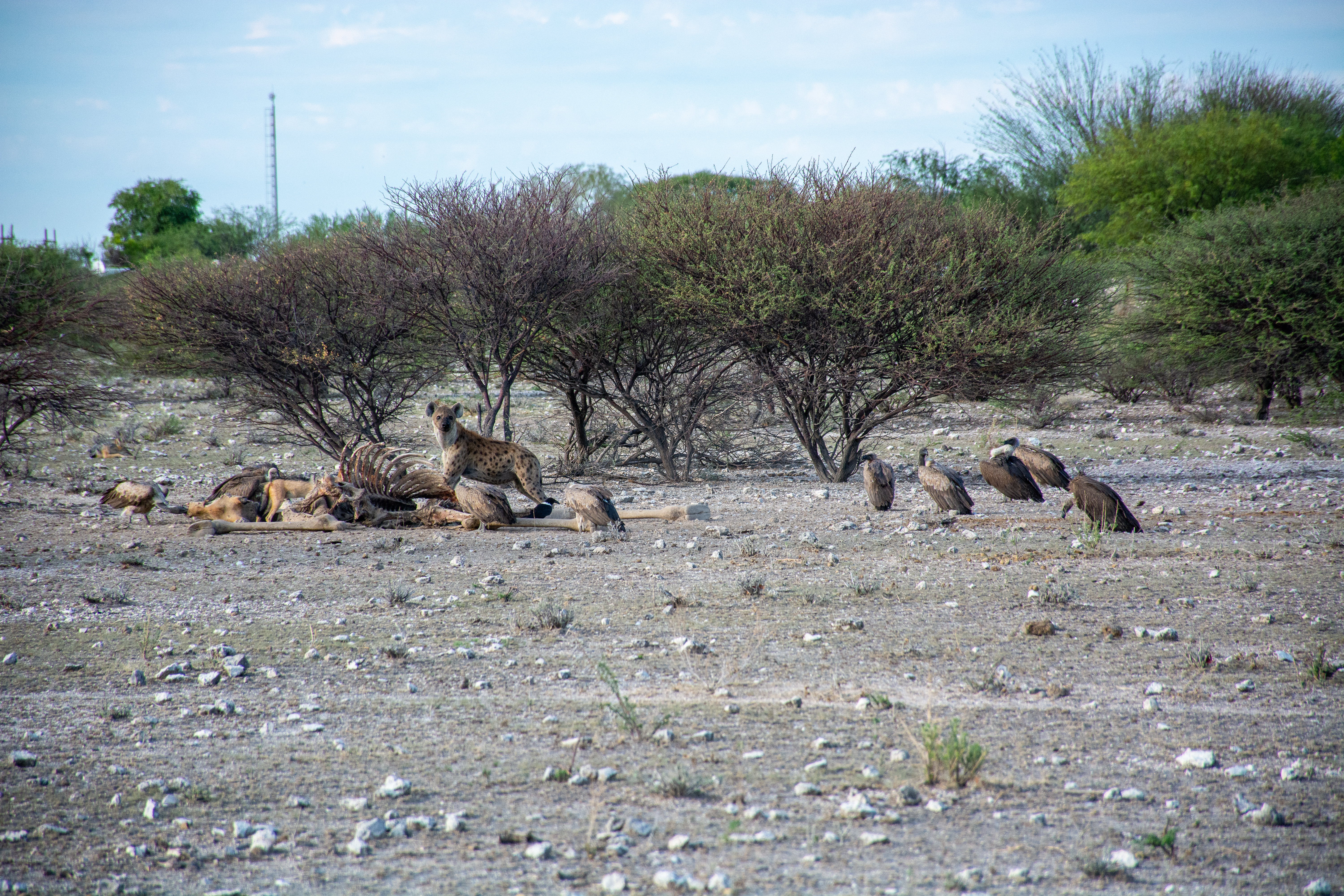 _nam0508_46676571284_o.jpg — Namibia