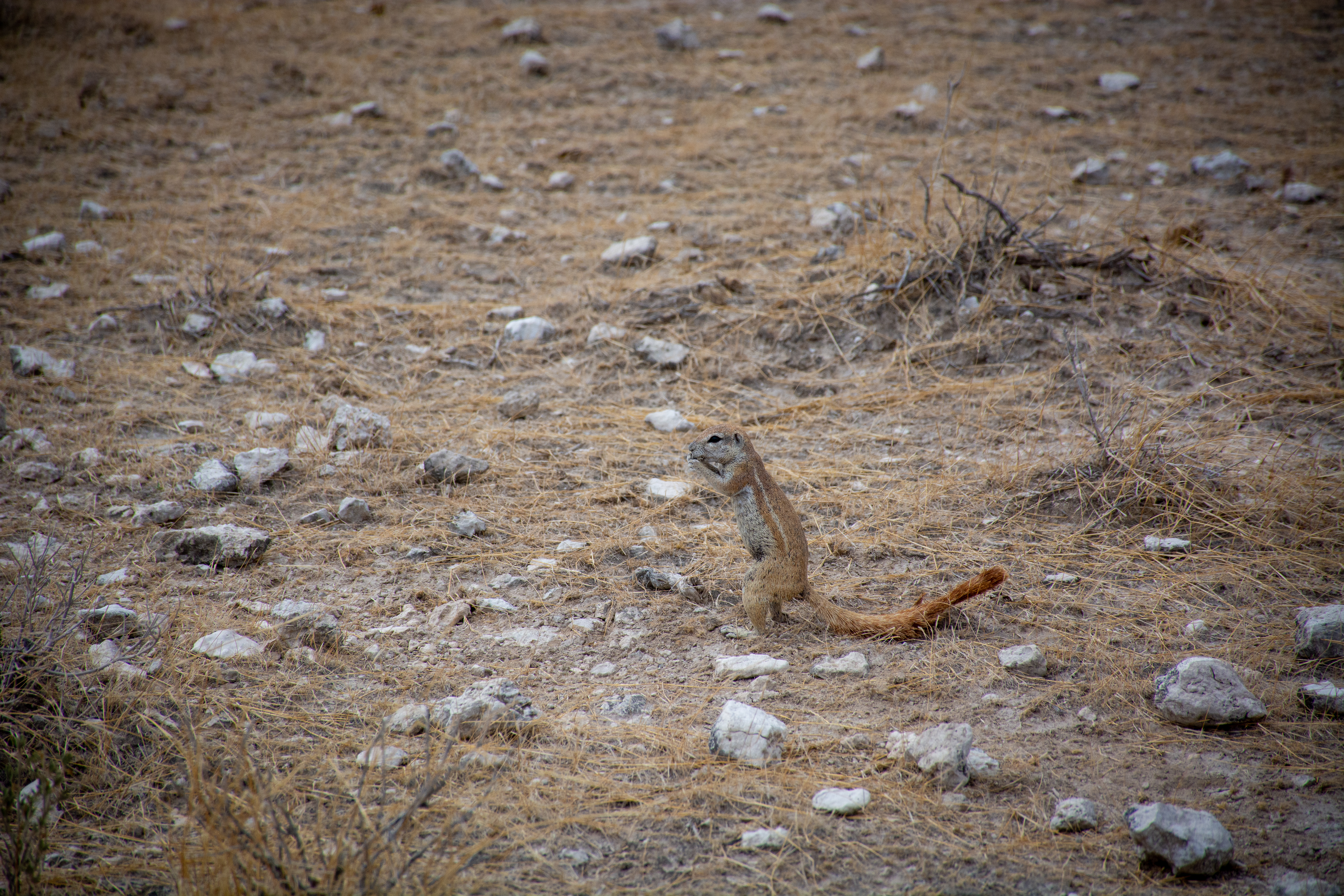 _nam0632_33524028248_o.jpg — Namibia