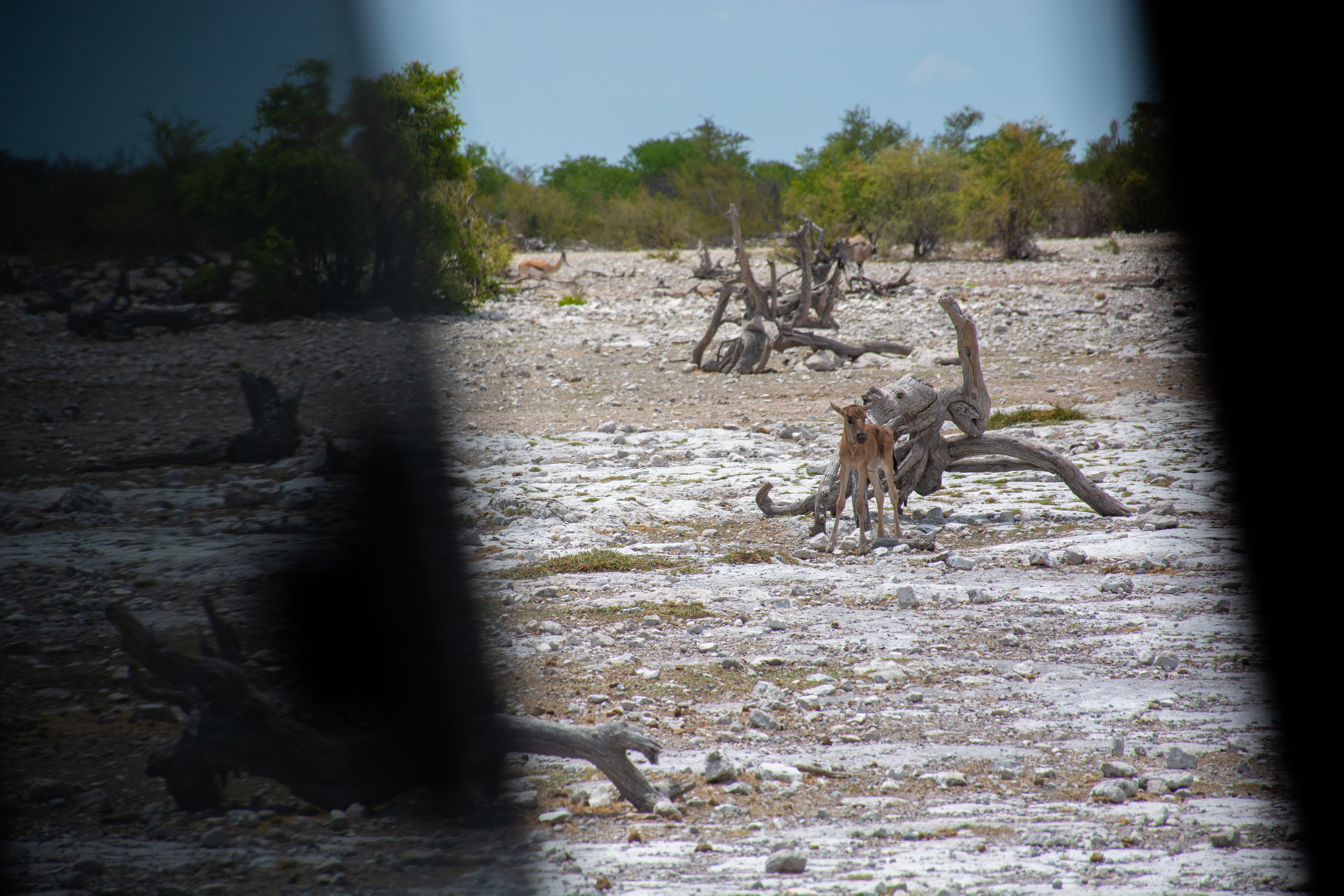 _nam0656_46676571144_o.jpg — Namibia