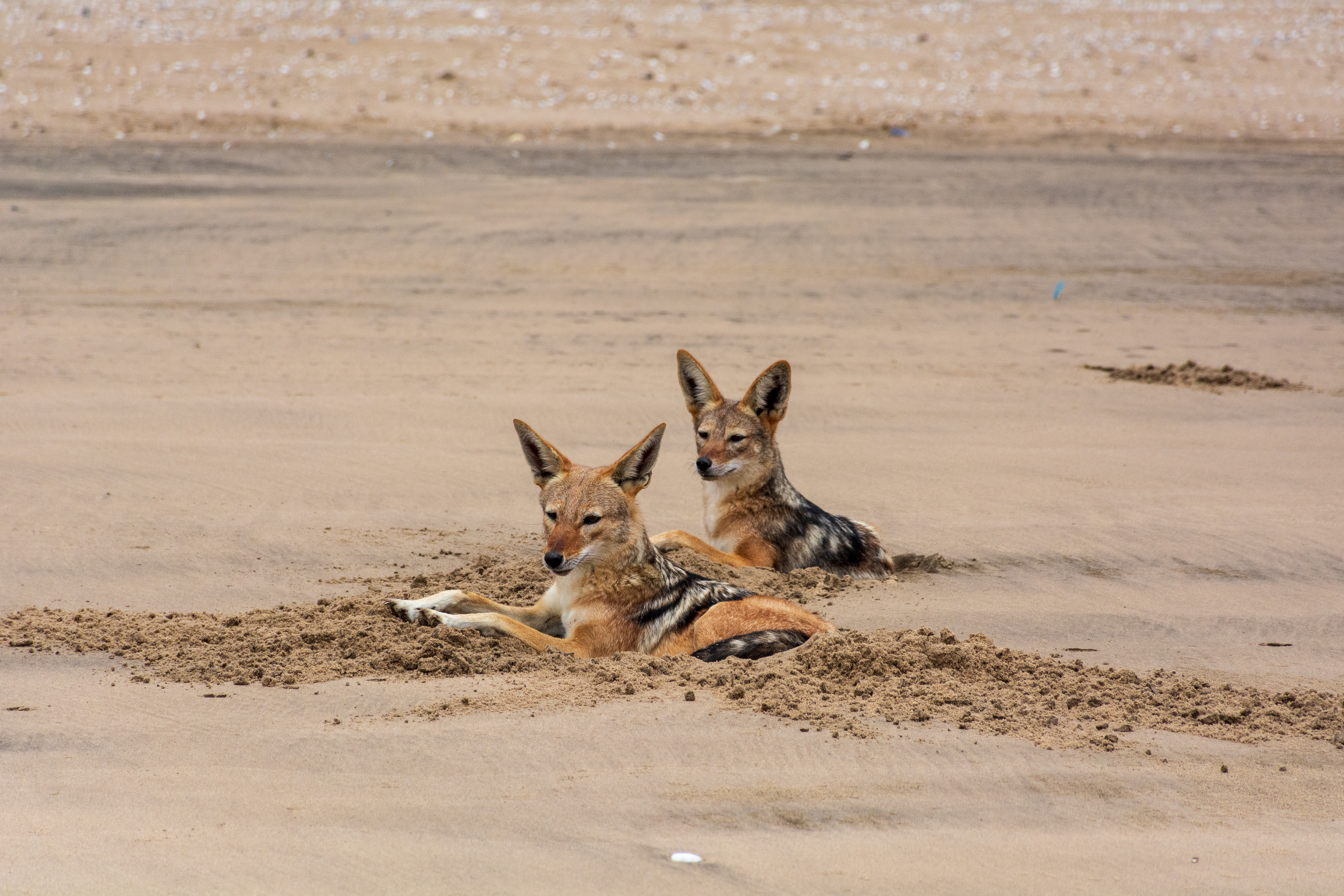 _nam5824_47399847371_o.jpg — Namibia