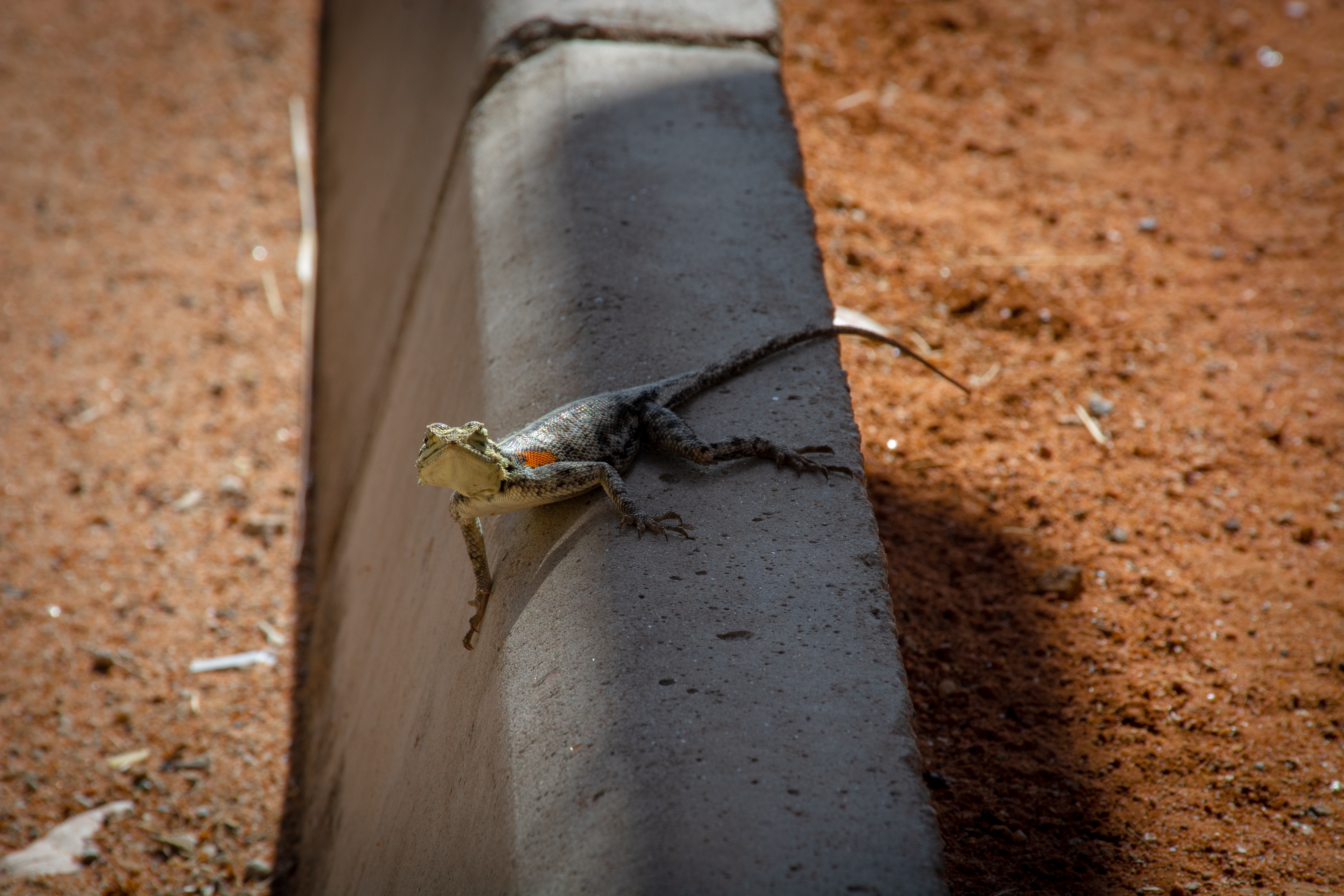 _nam7965_47399845711_o.jpg — Namibia