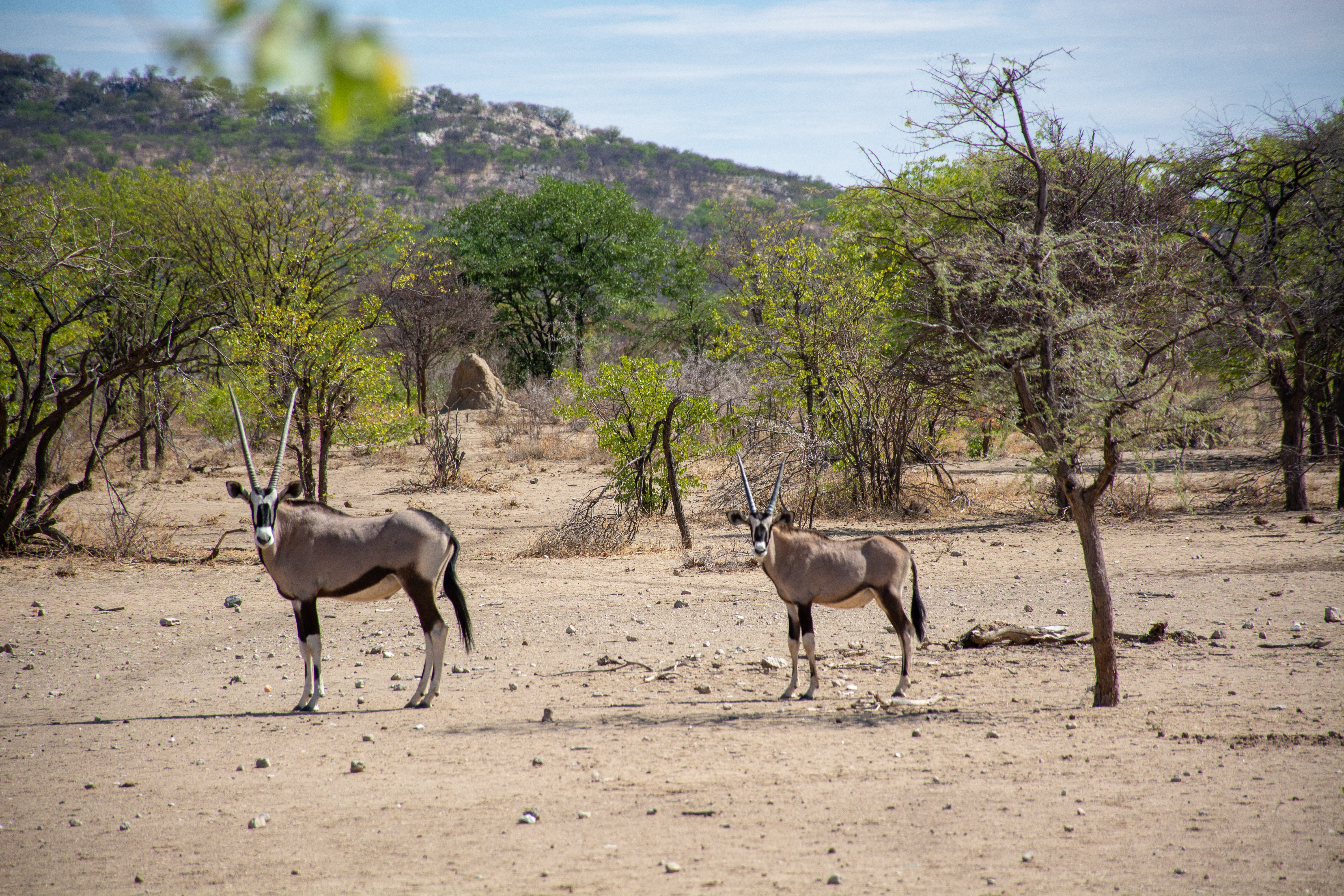 _nam8095_47399845661_o.jpg — Namibia