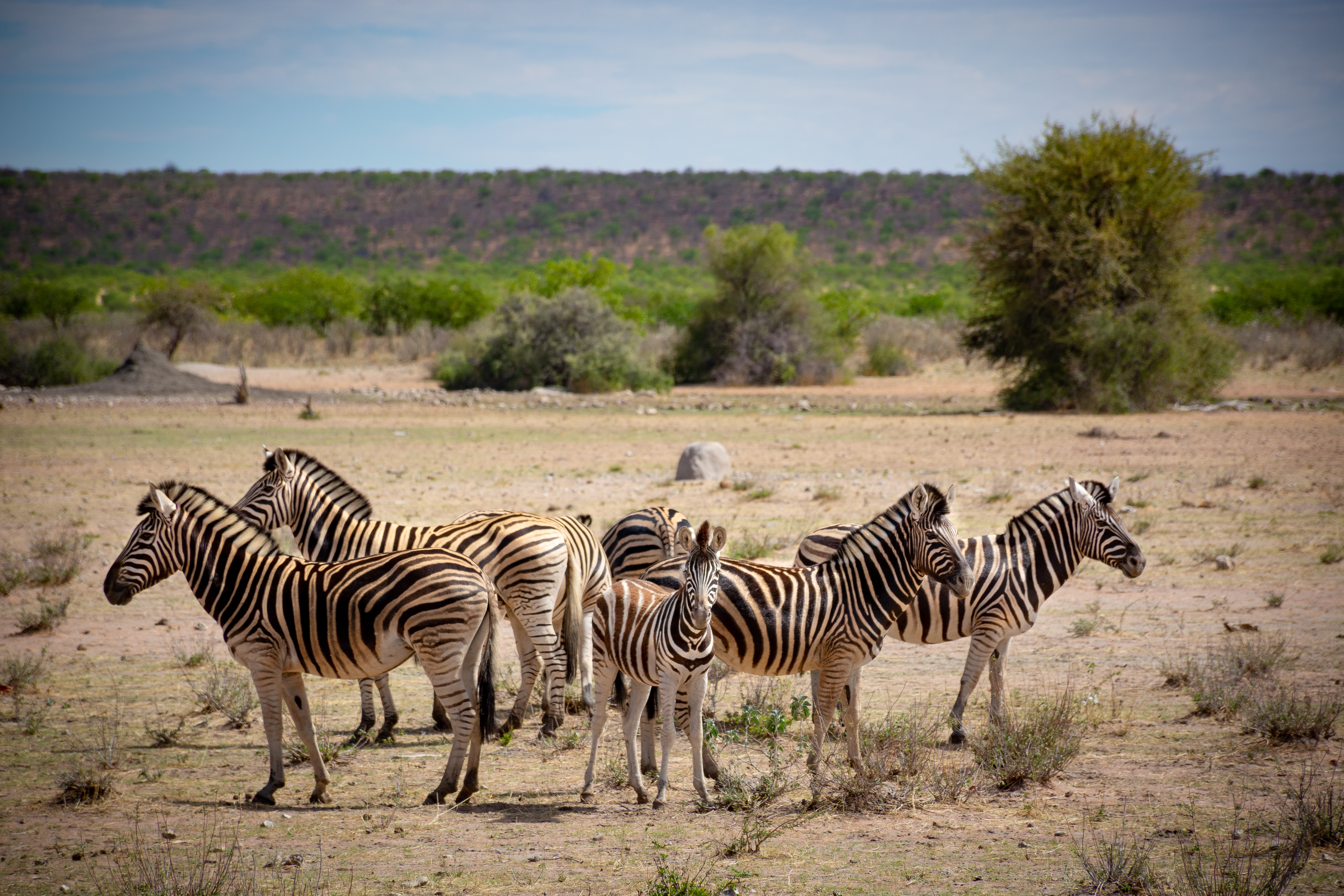 _nam8190-copy_47399845601_o.jpg — Namibia