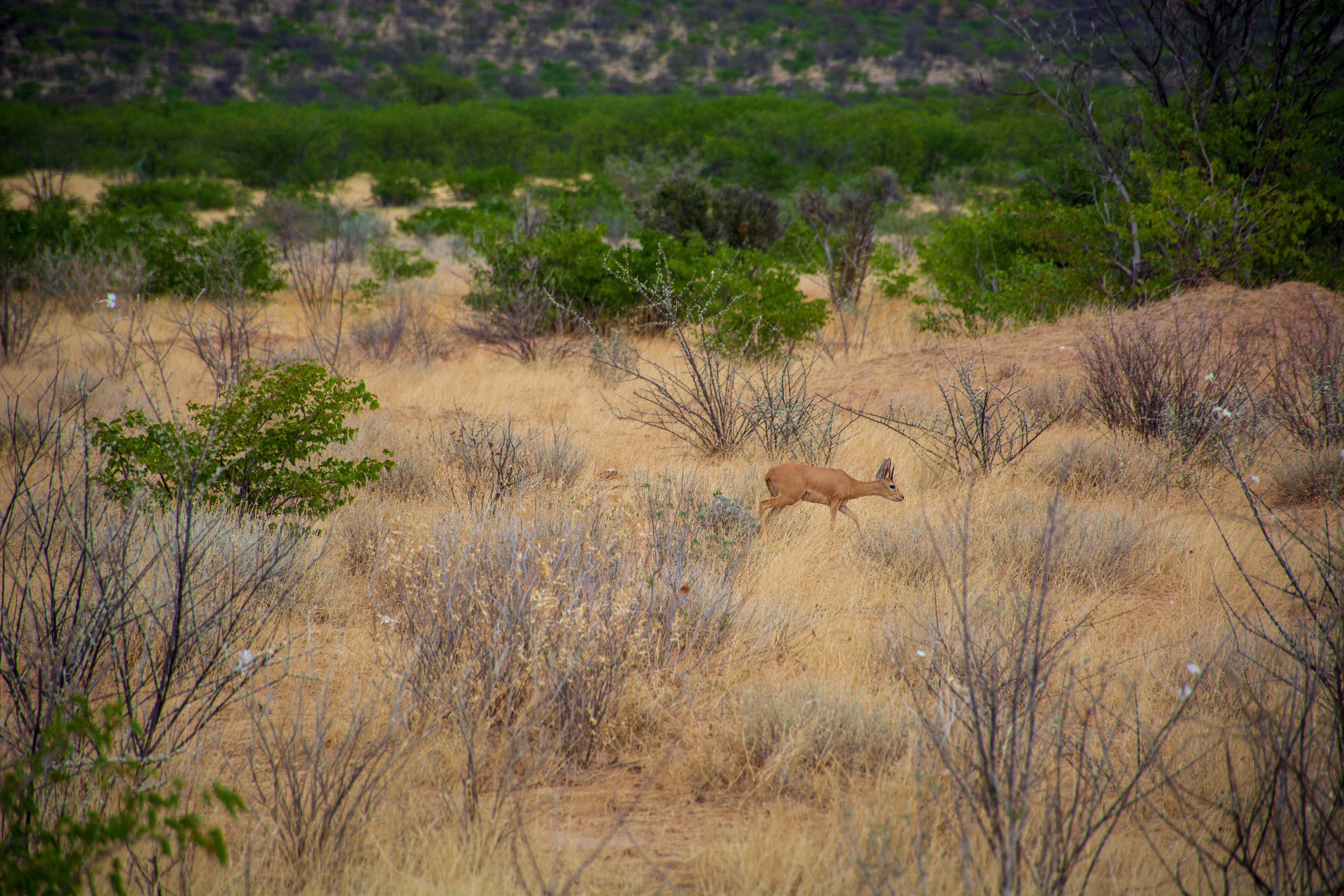 _nam8326_47399845591_o.jpg — Namibia