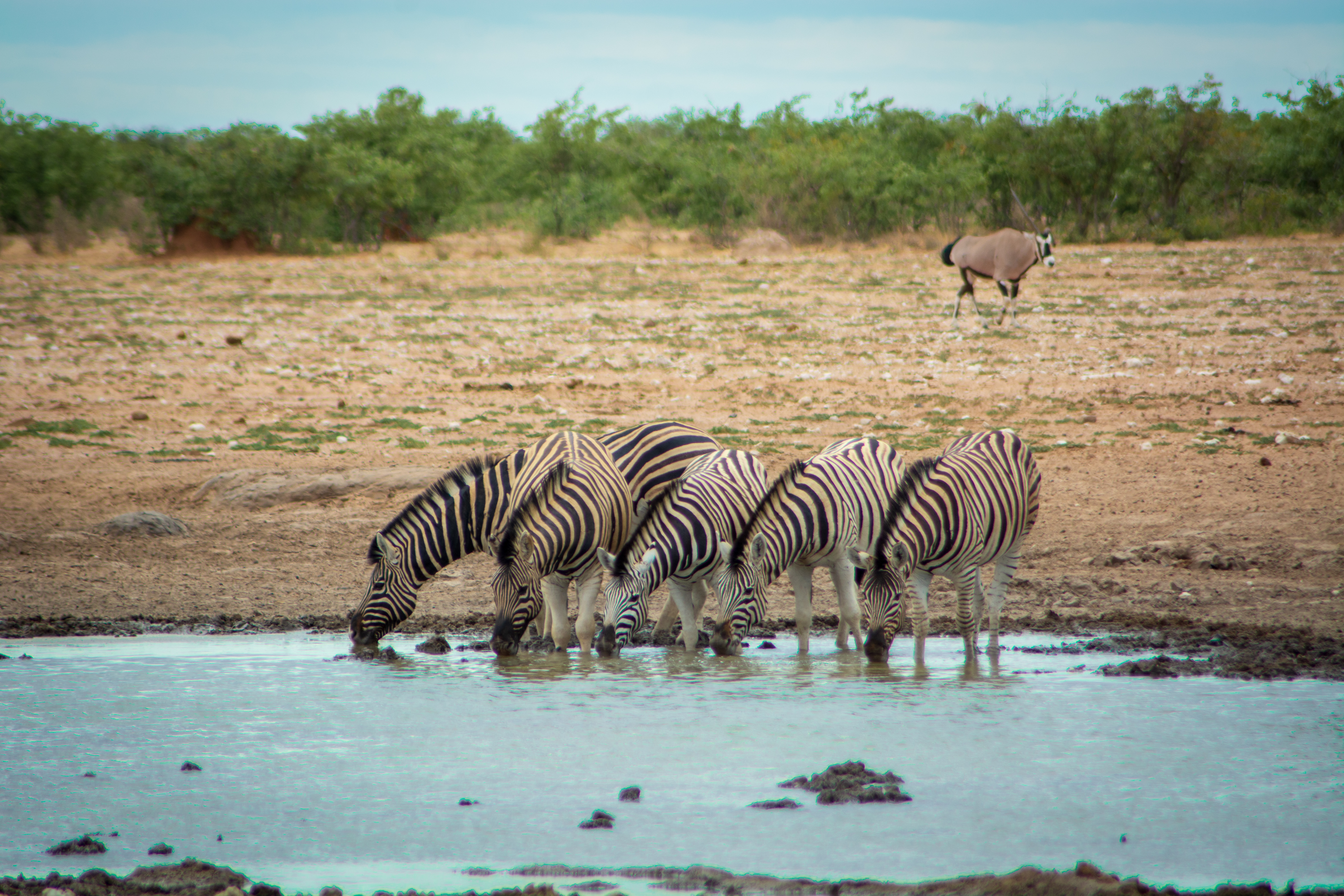 _nam8626_46484824225_o.jpg — Namibia