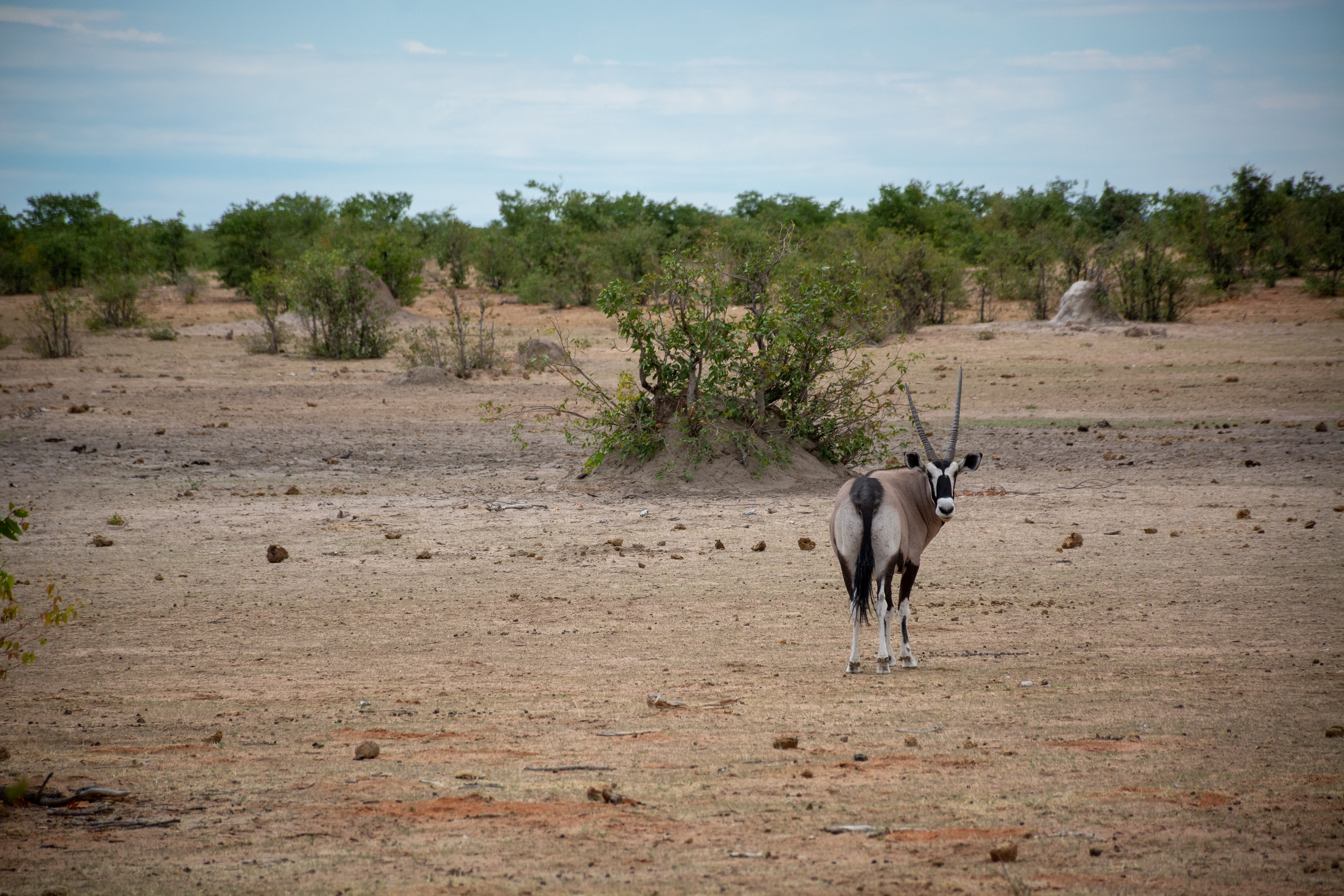 _nam8791_47399845191_o.jpg — Namibia