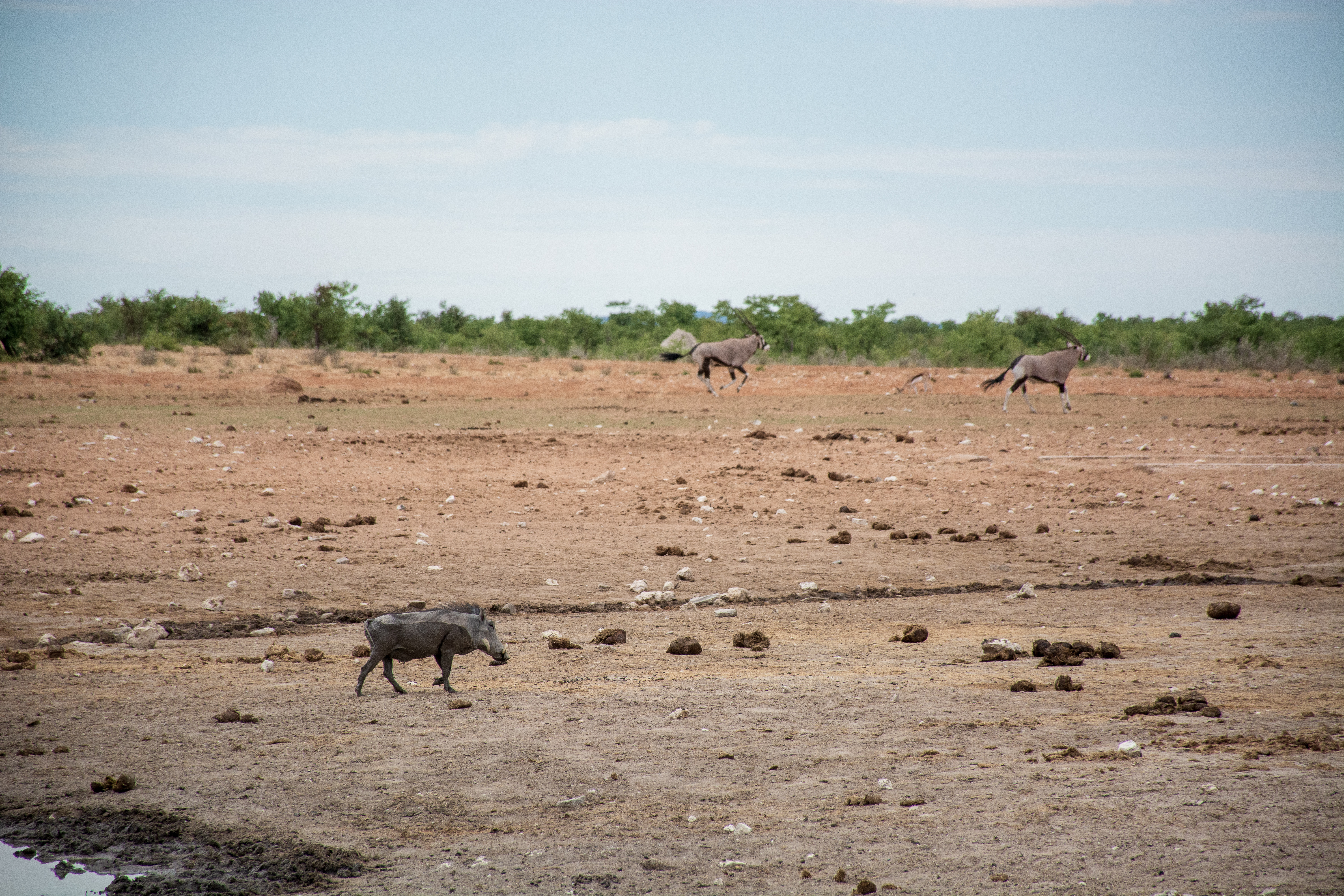_nam8812_46484823955_o.jpg — Namibia