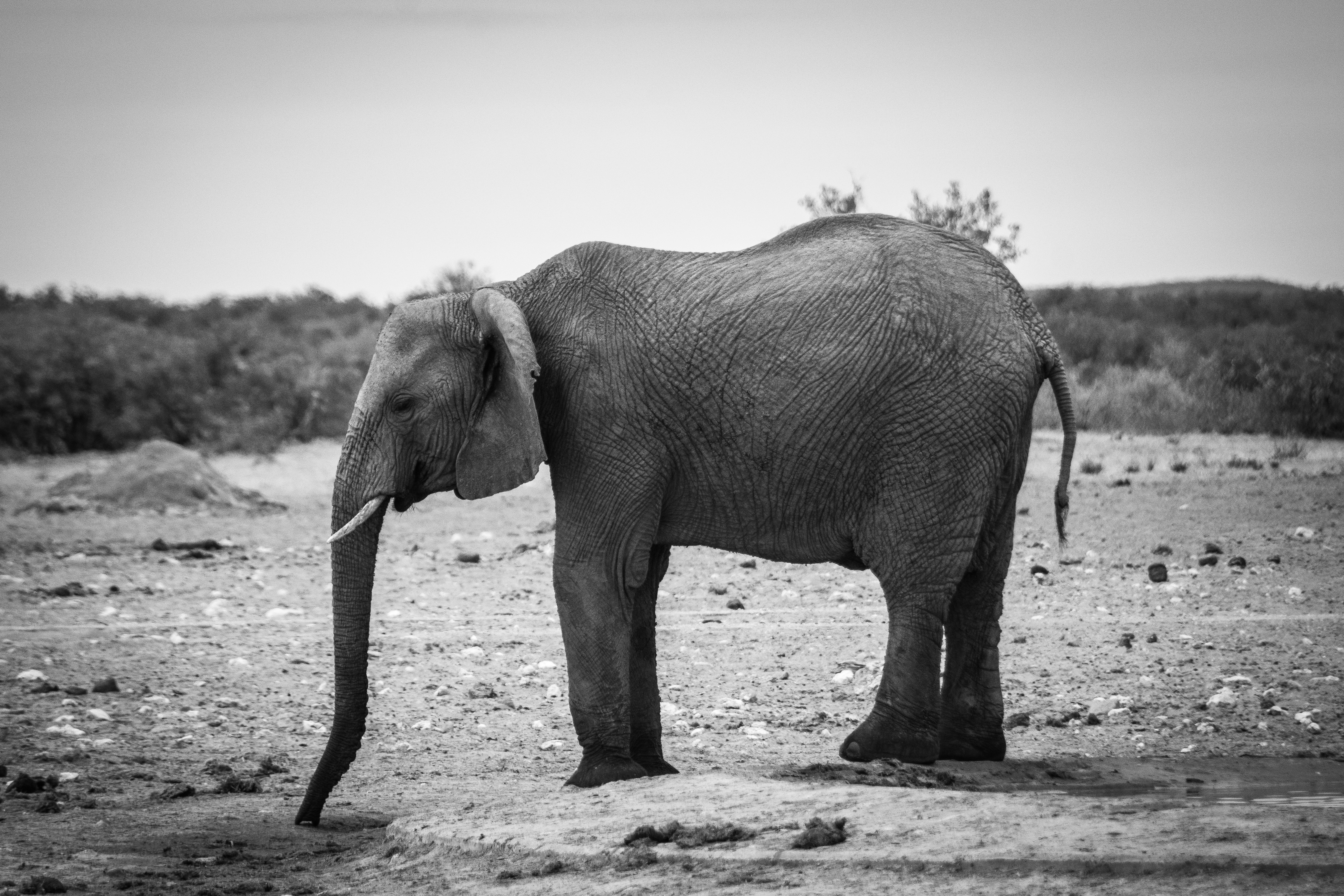 _nam8913_47399845081_o.jpg — Namibia