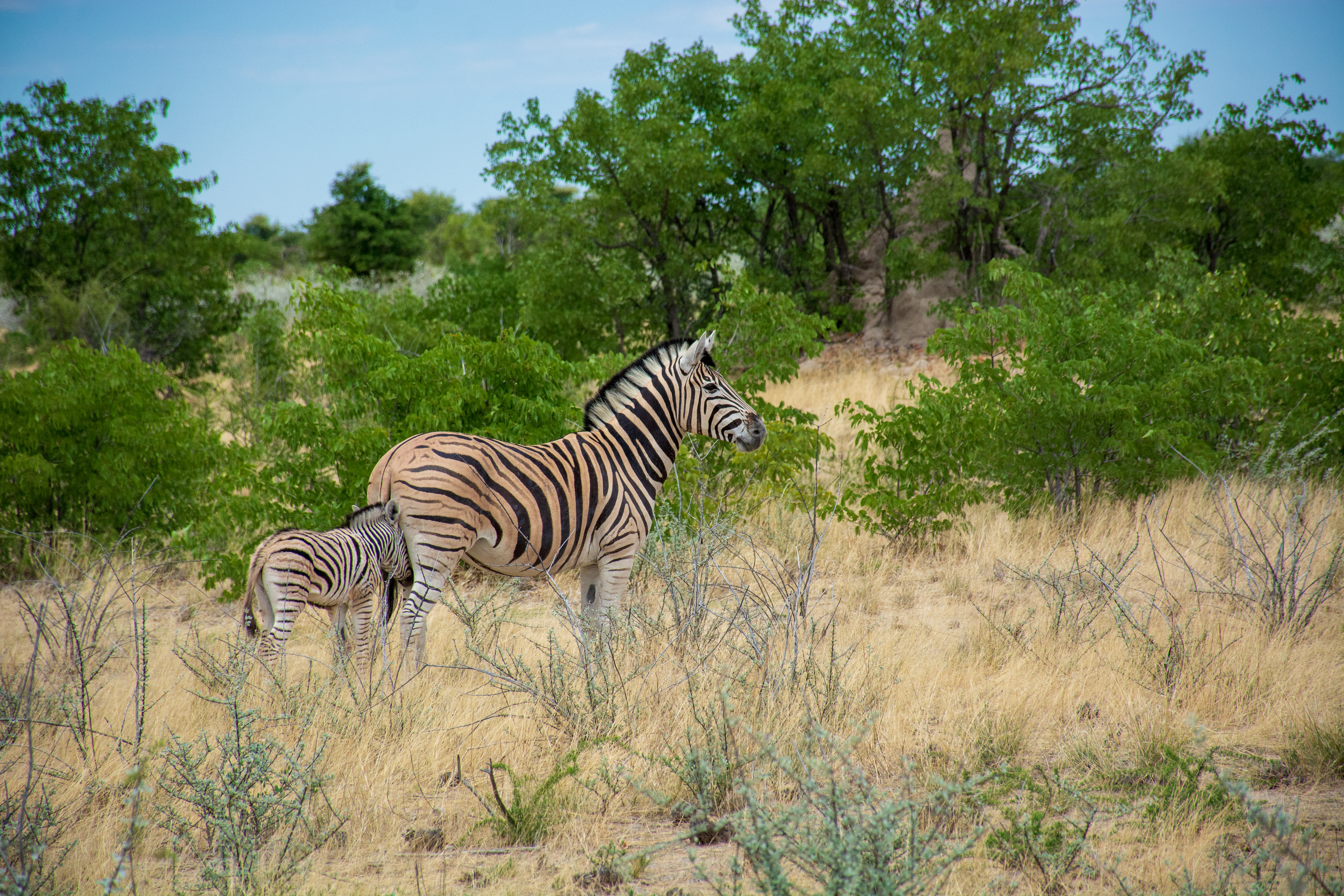 _nam8976_46484823675_o.jpg — Namibia