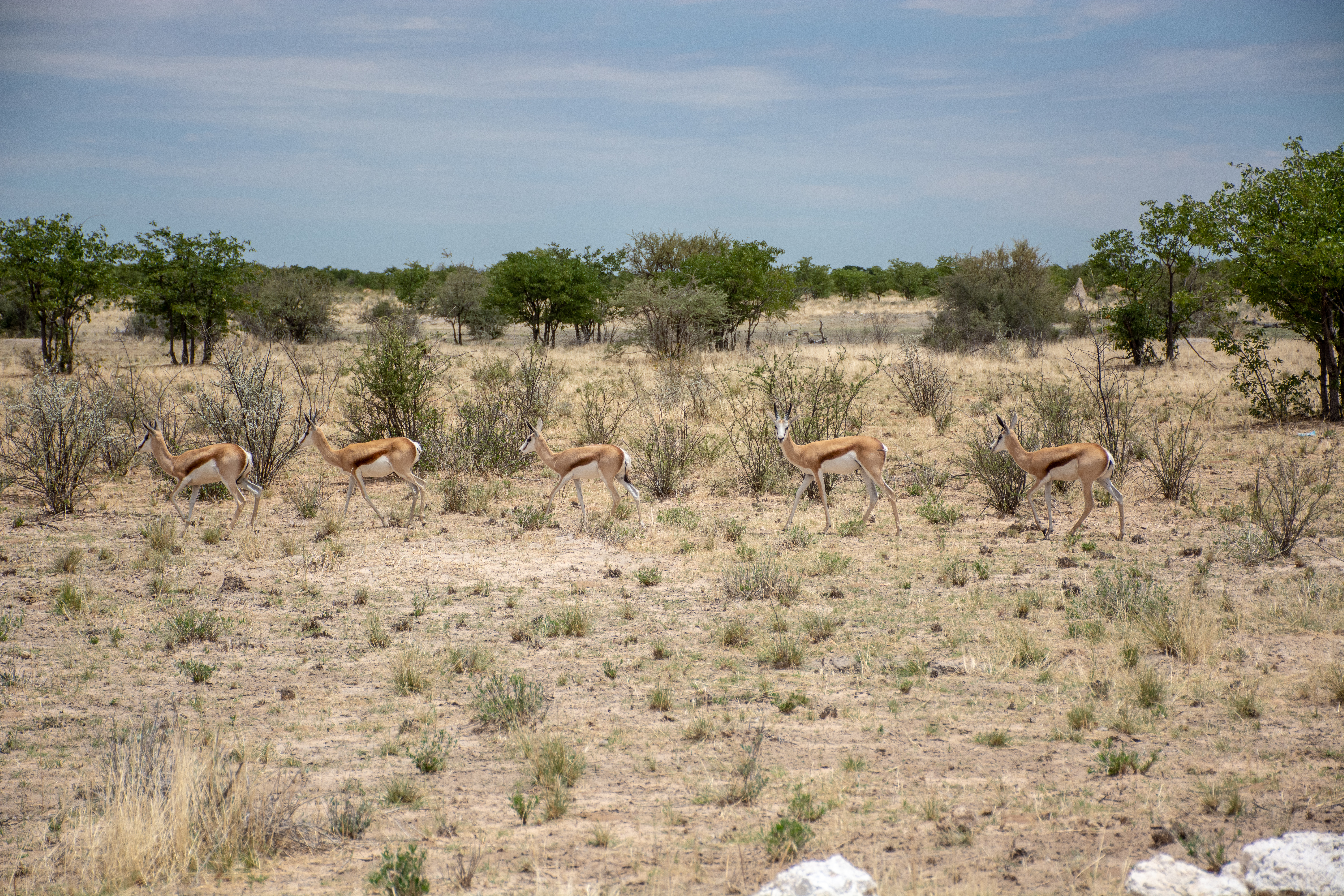 _nam9054_47399844991_o.jpg — Namibia
