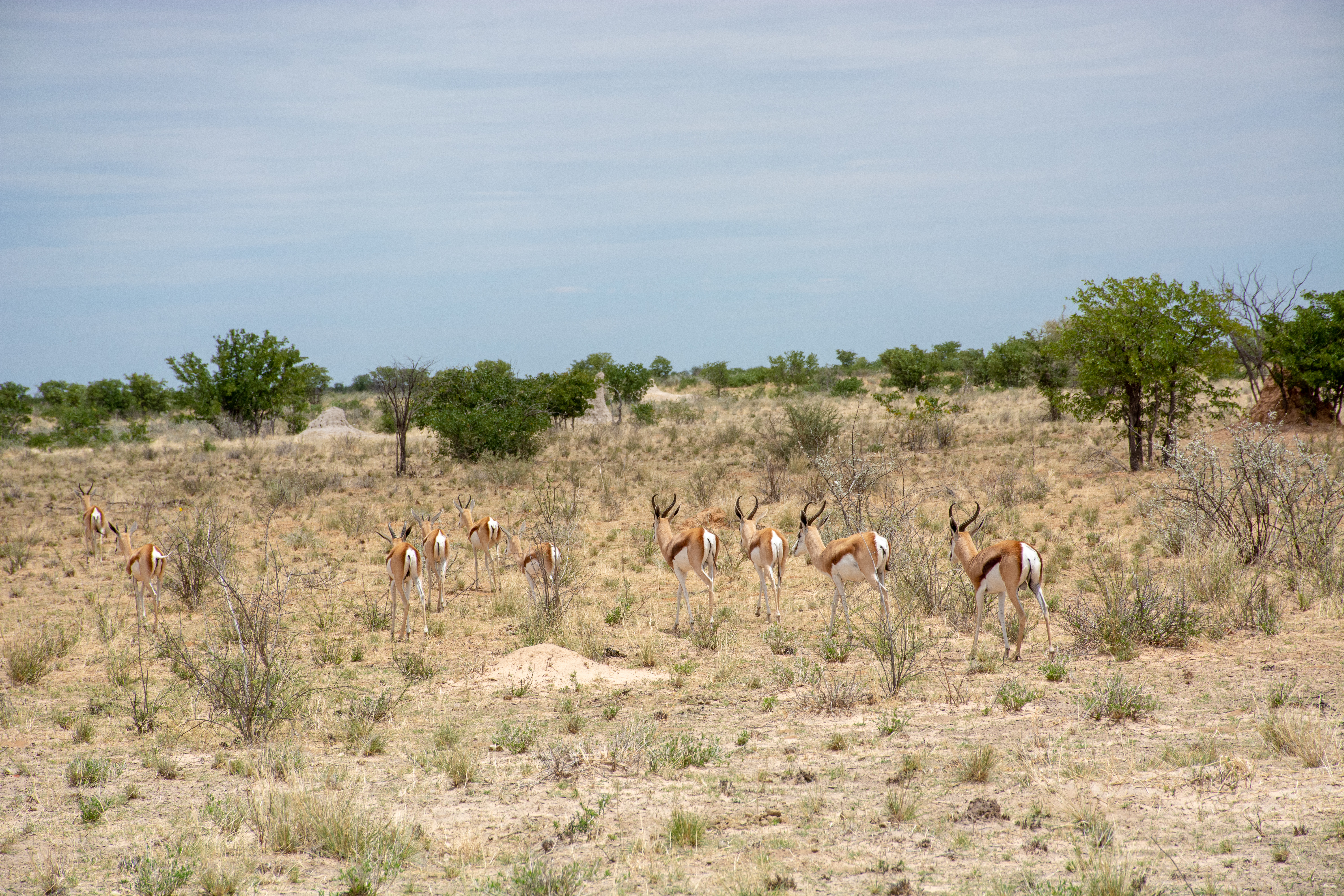_nam9067_33524027918_o.jpg — Namibia