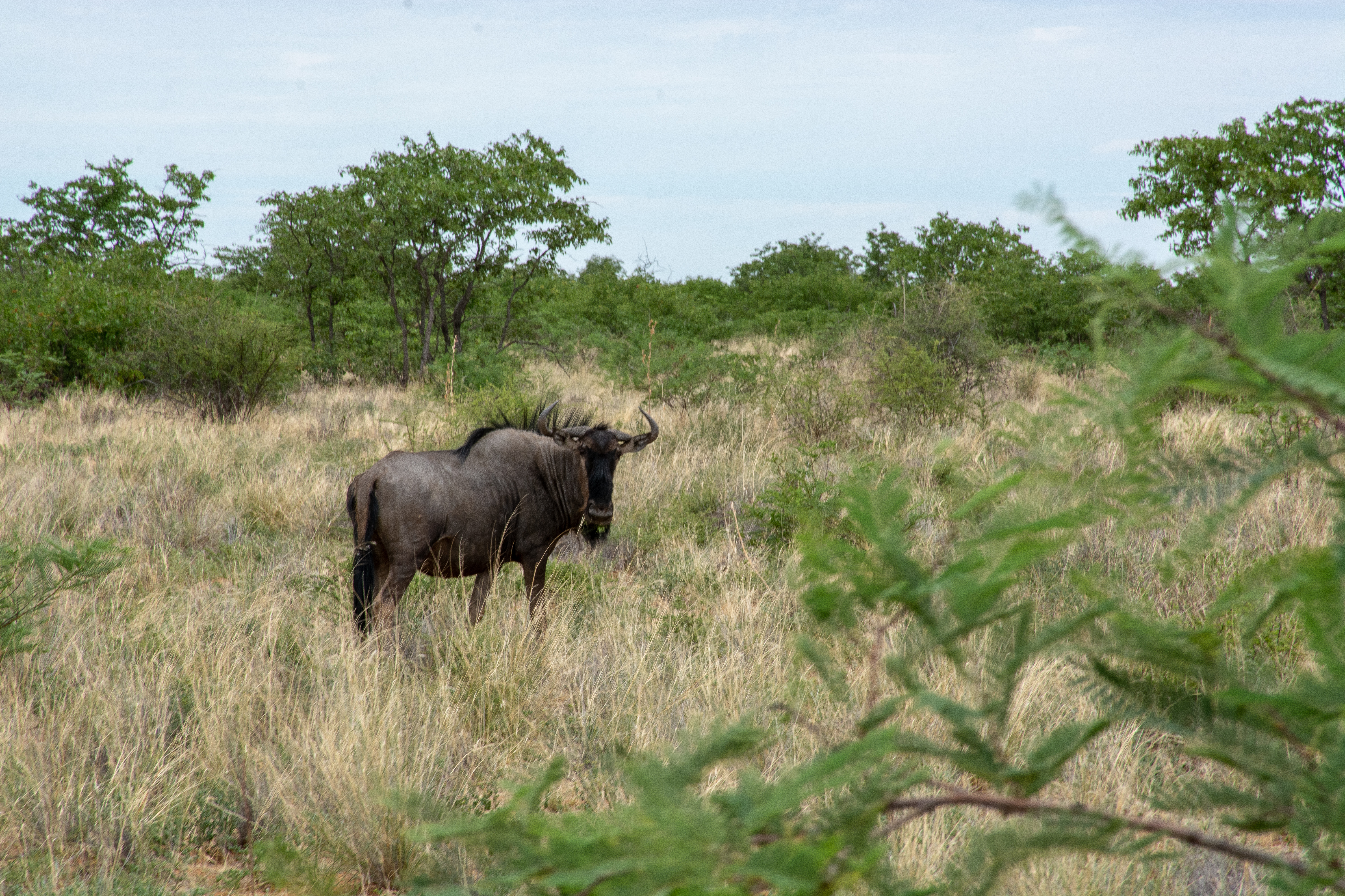_nam9104_46484823405_o.jpg — Namibia
