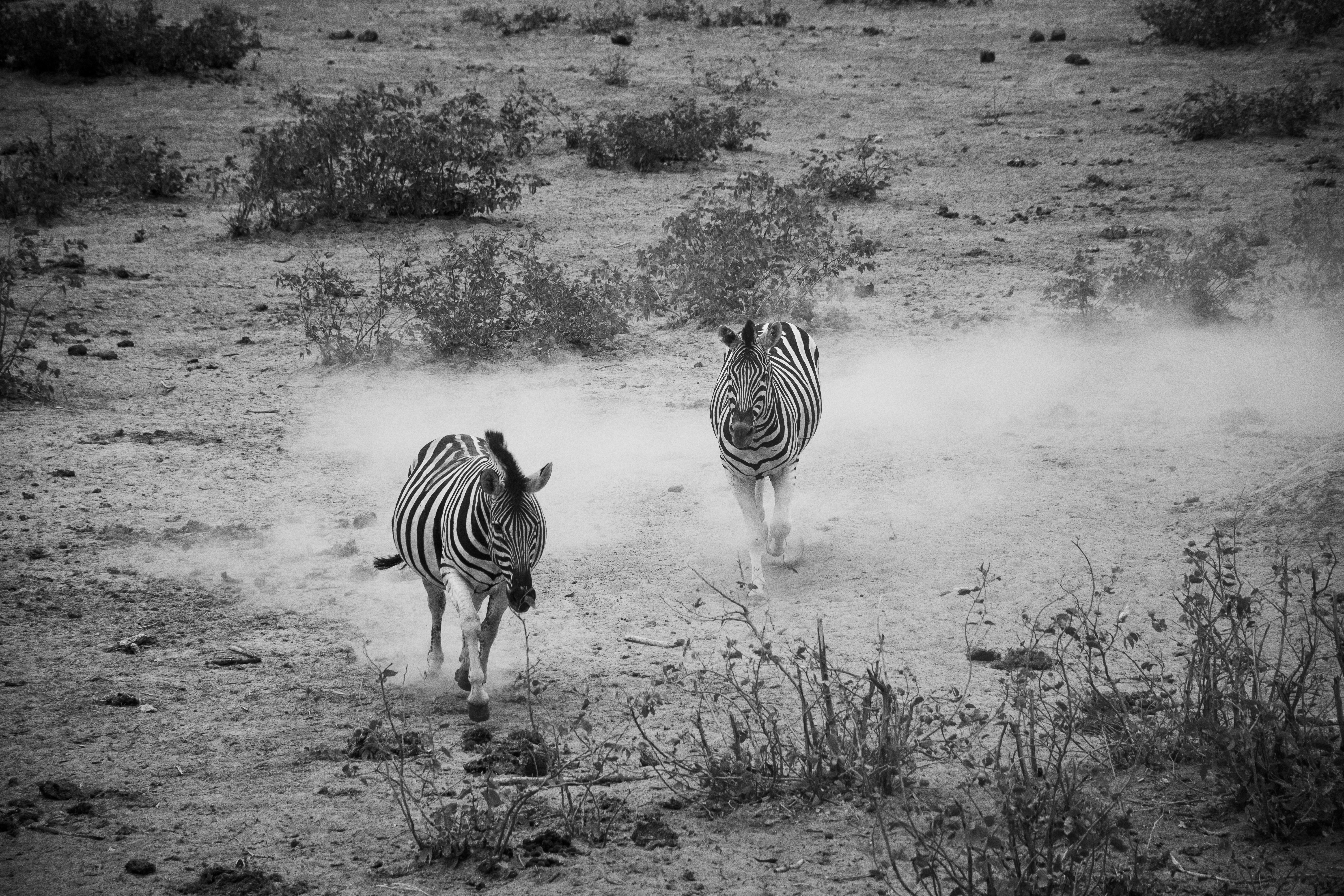 _nam9145_33524029378_o.jpg — Namibia