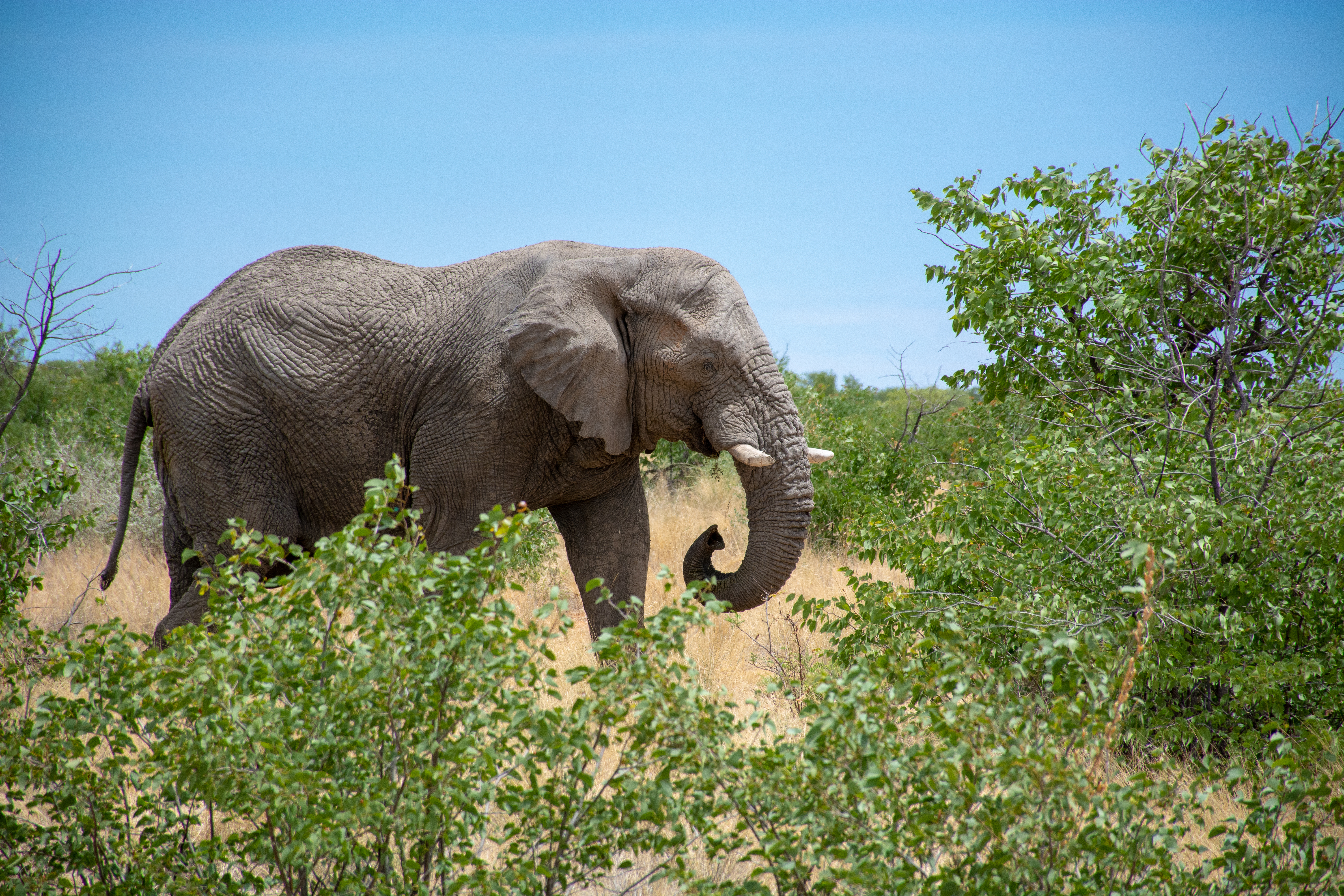 _nam9233_33524028958_o.jpg — Namibia