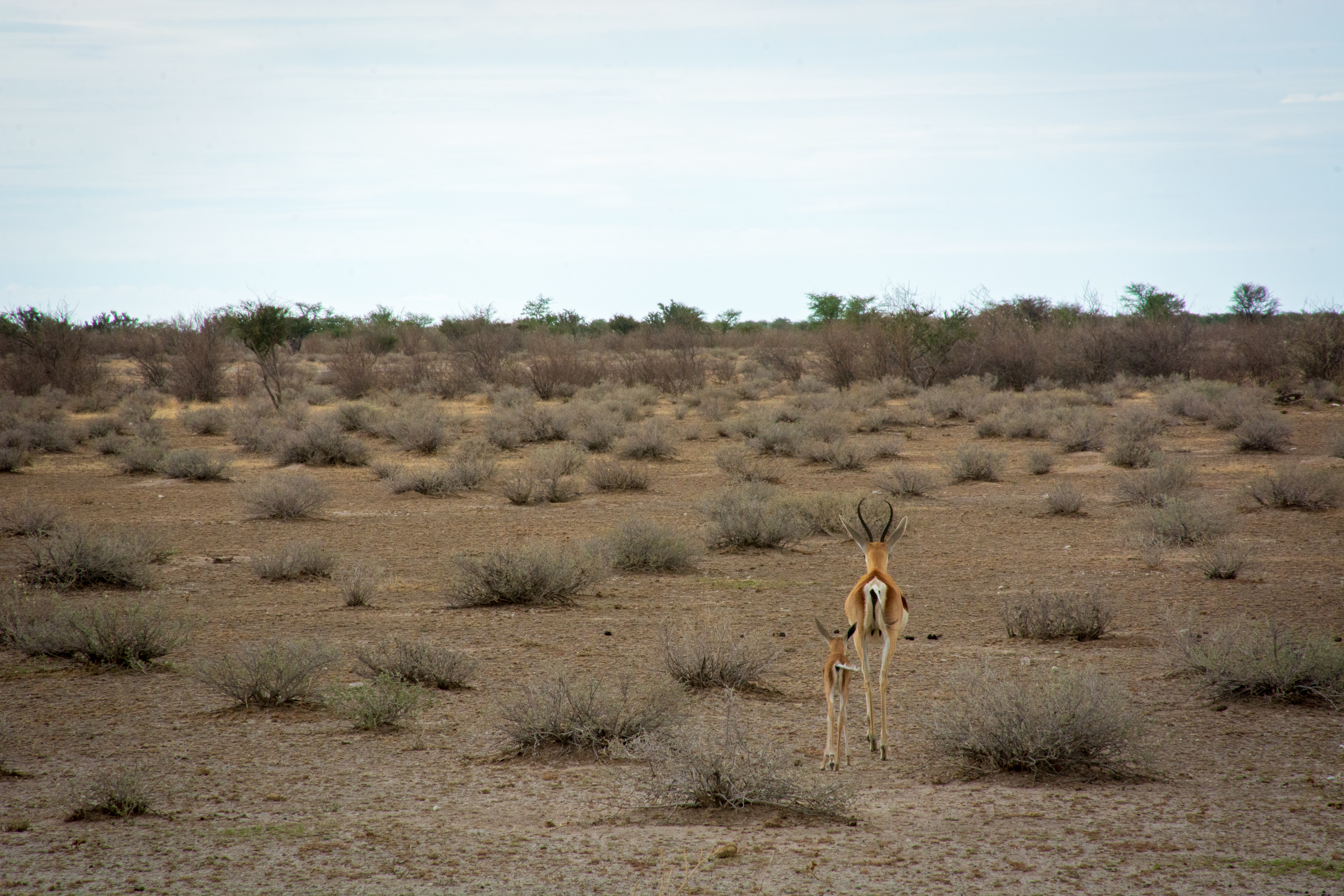 _nam9421_33524028728_o.jpg — Namibia