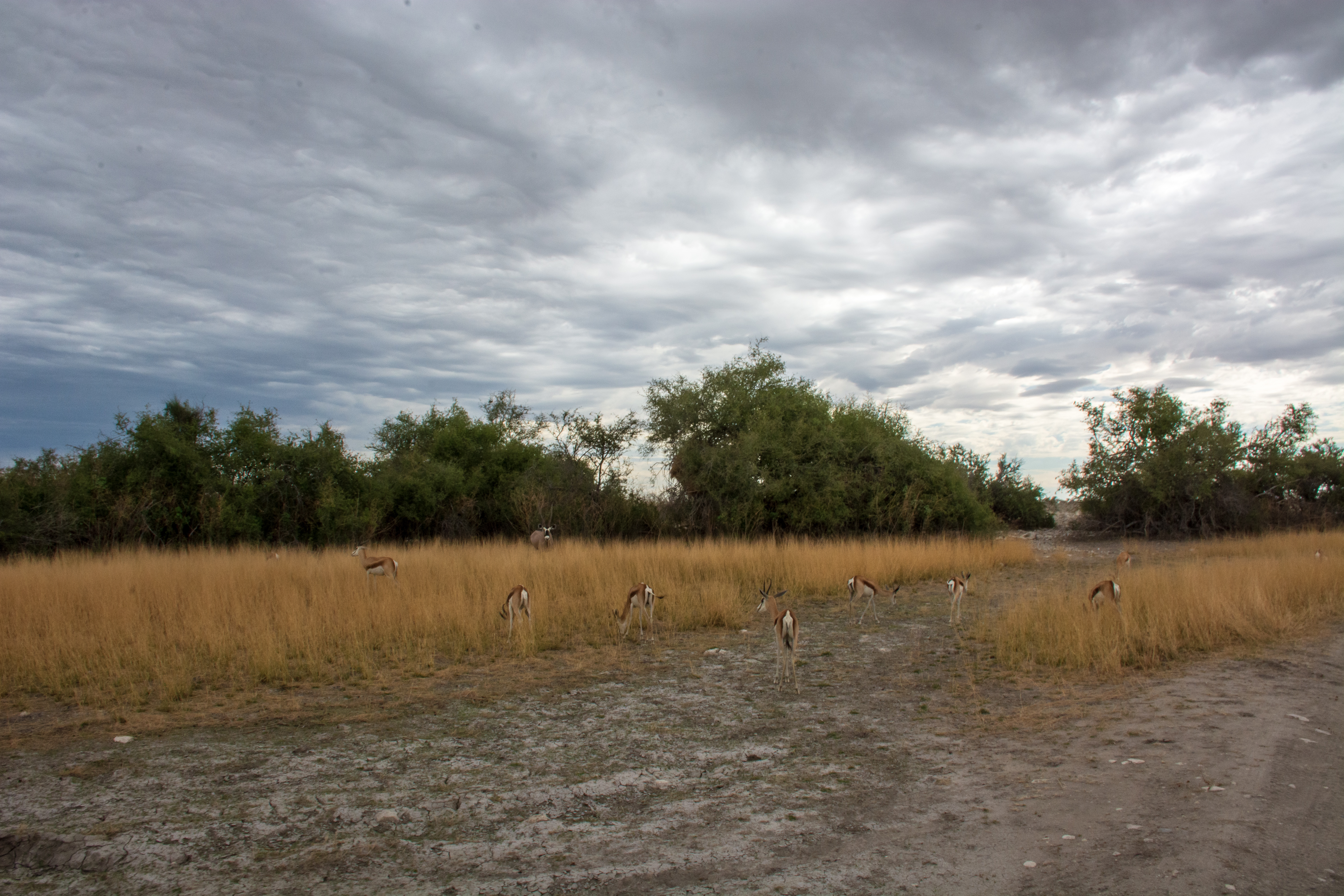 _nam9427_46484822805_o.jpg — Namibia