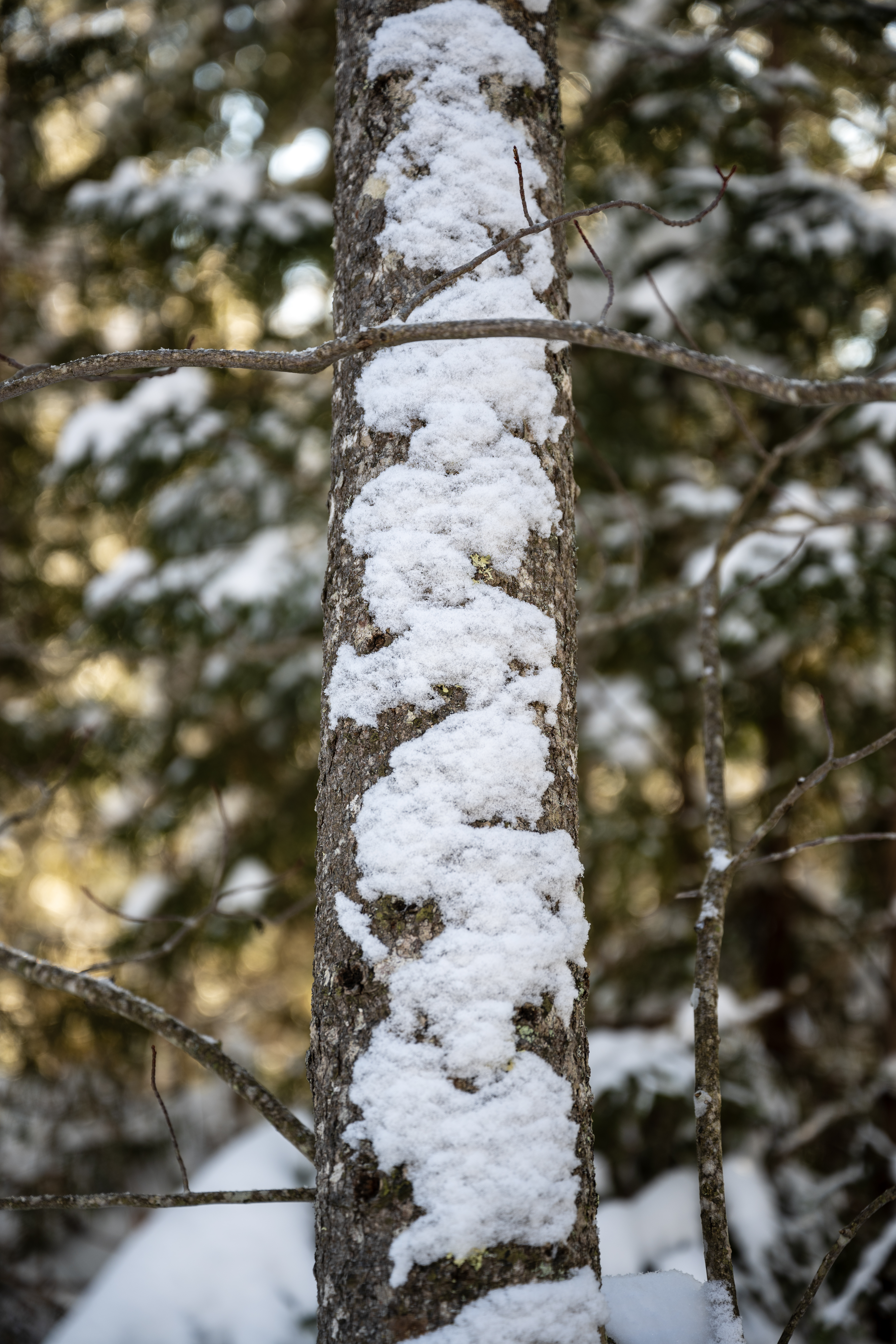 CAN_3052.jpg — Quebec Wilderness in Winter