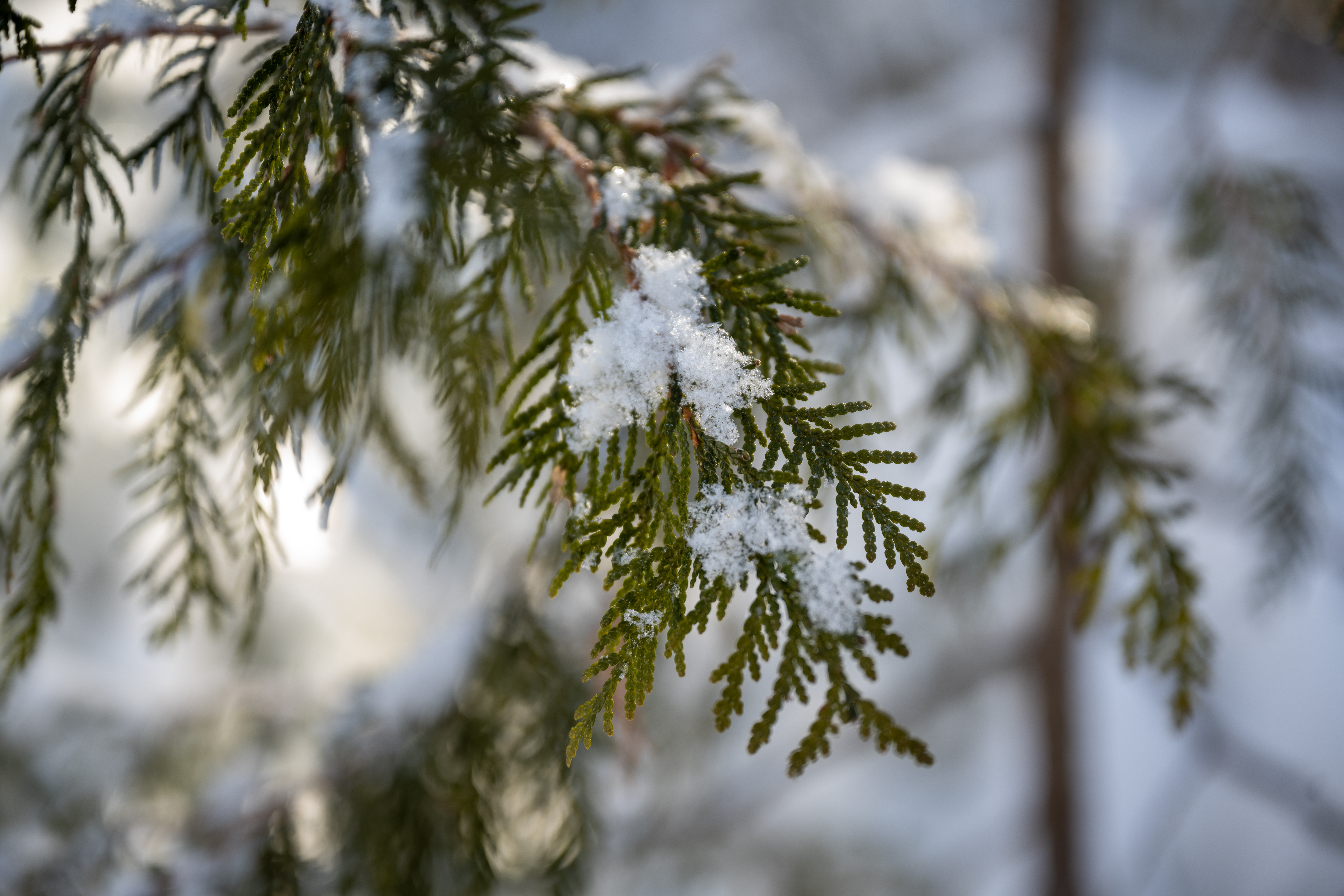 CAN_3054.jpg — Quebec Wilderness in Winter