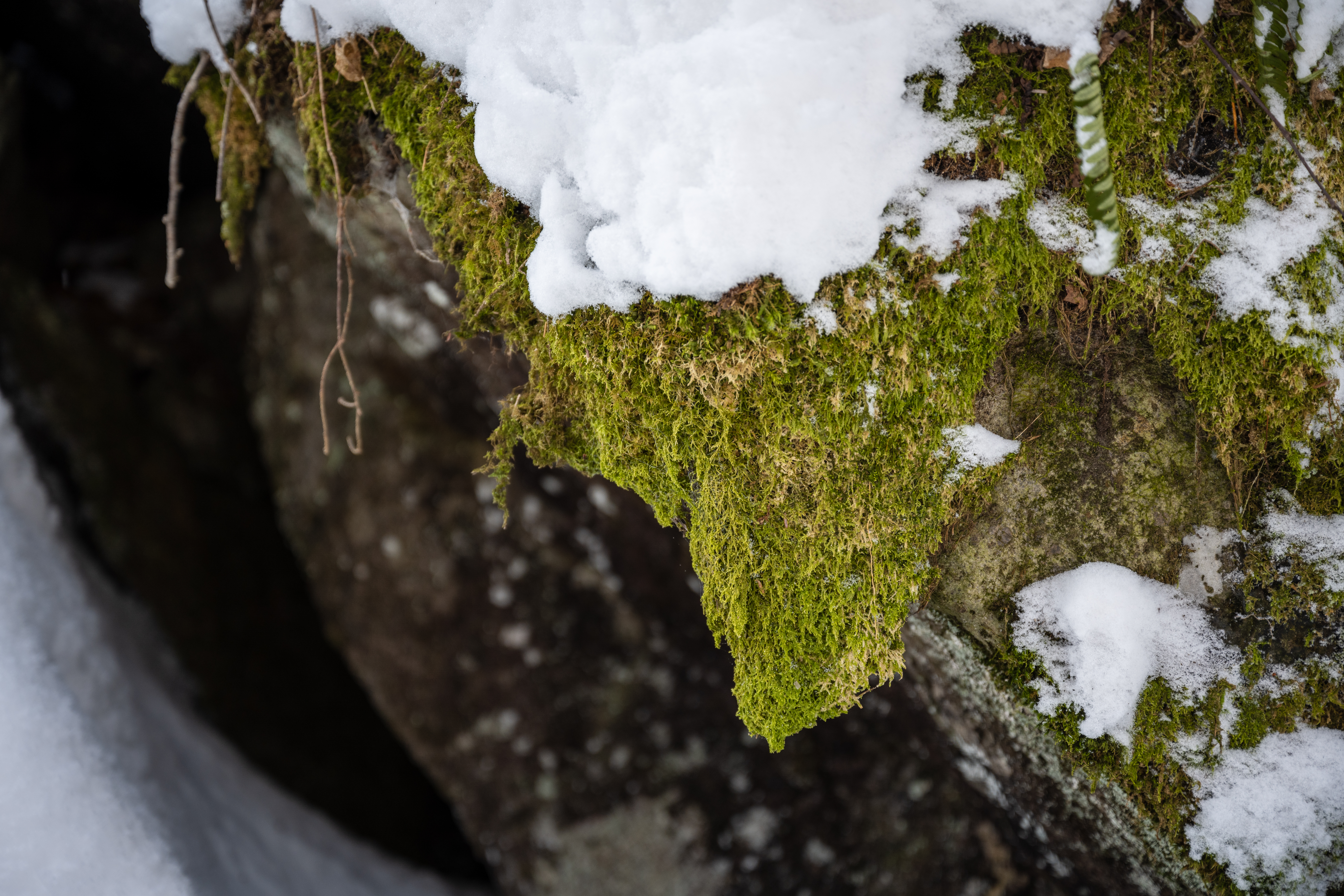 CAN_3056.jpg — Quebec Wilderness in Winter