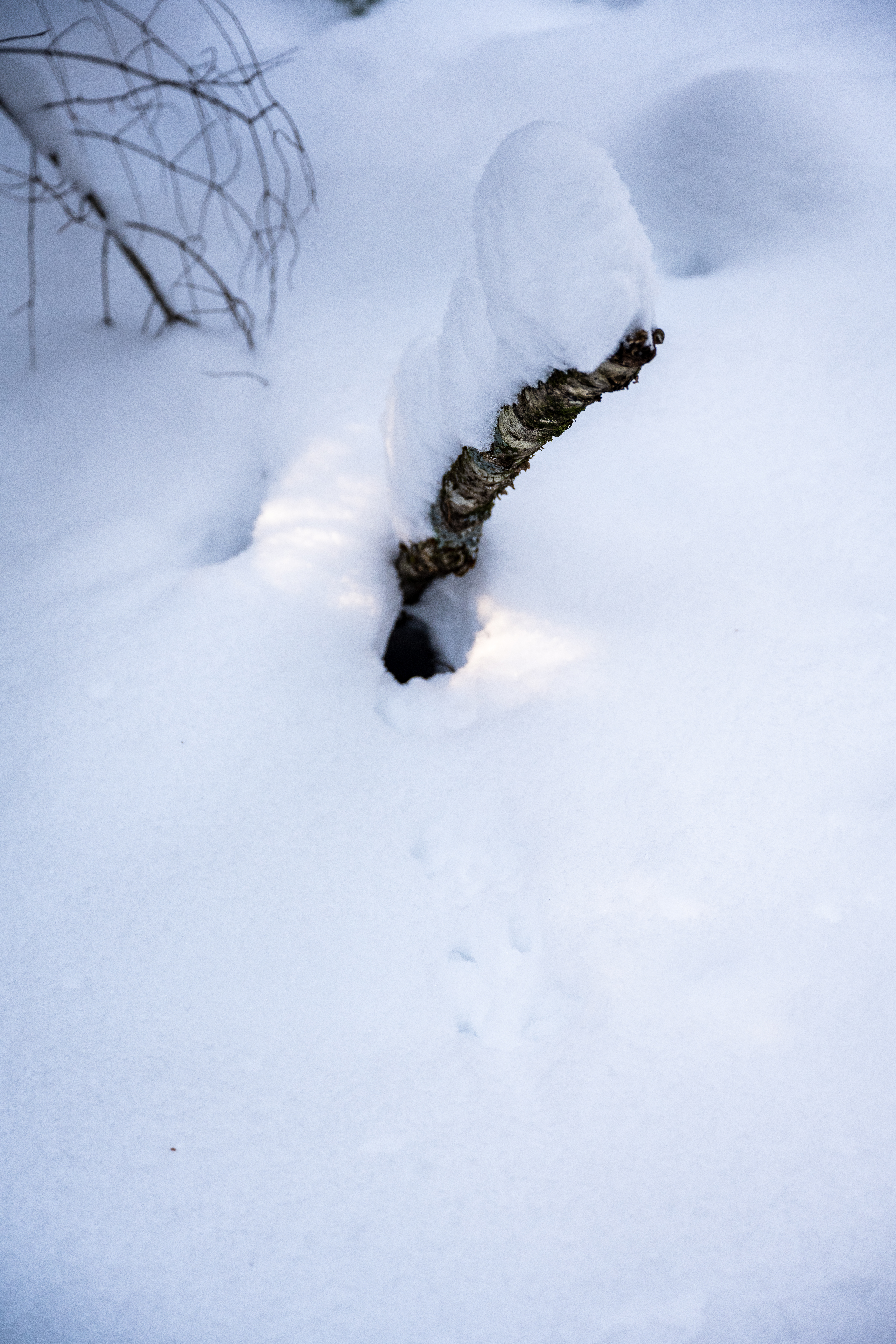 CAN_3139.jpg — Quebec Wilderness in Winter